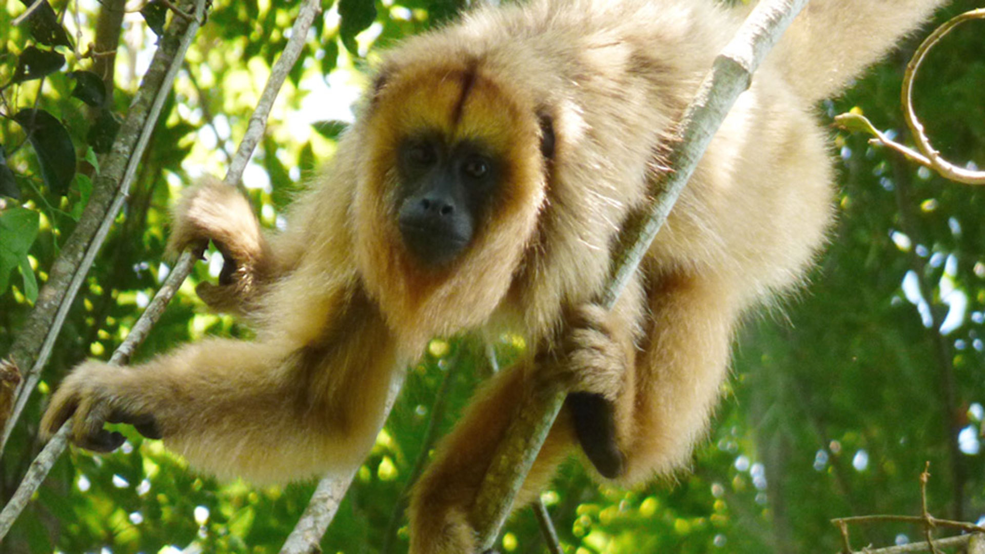 El “vecinito” menos esperado, un mono carayá vive en un árbol de un barrio platense 