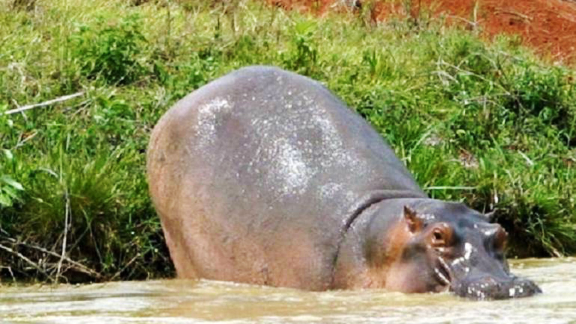 Pablo Escobar's hippos: environmentalists start firmaton to avoid being  sacrificed - Infobae