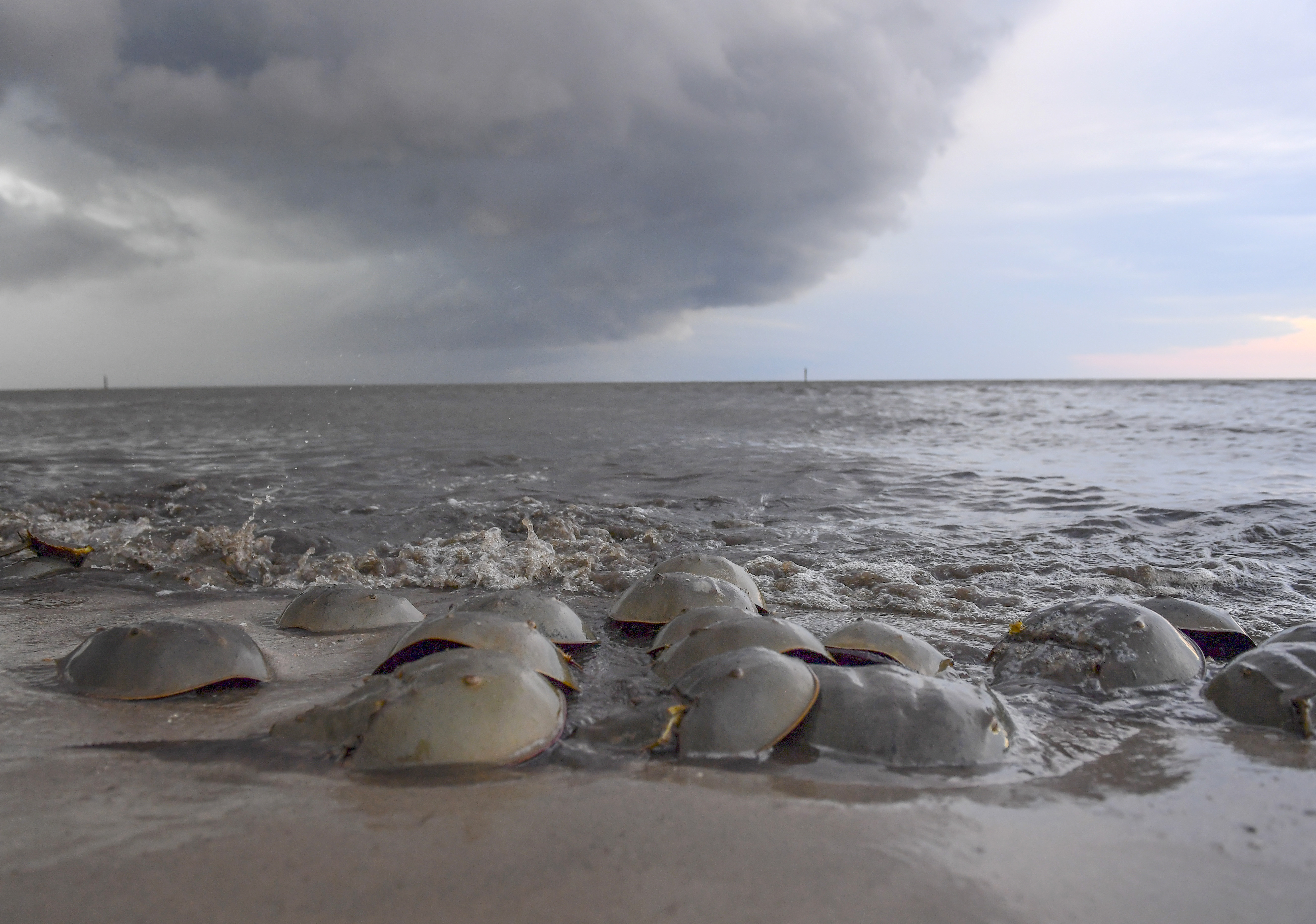 Los cangrejos herradura aprovechan el aumento de la marea para colocar huevos en la playa (The Washington Post/Ricky Carioti)