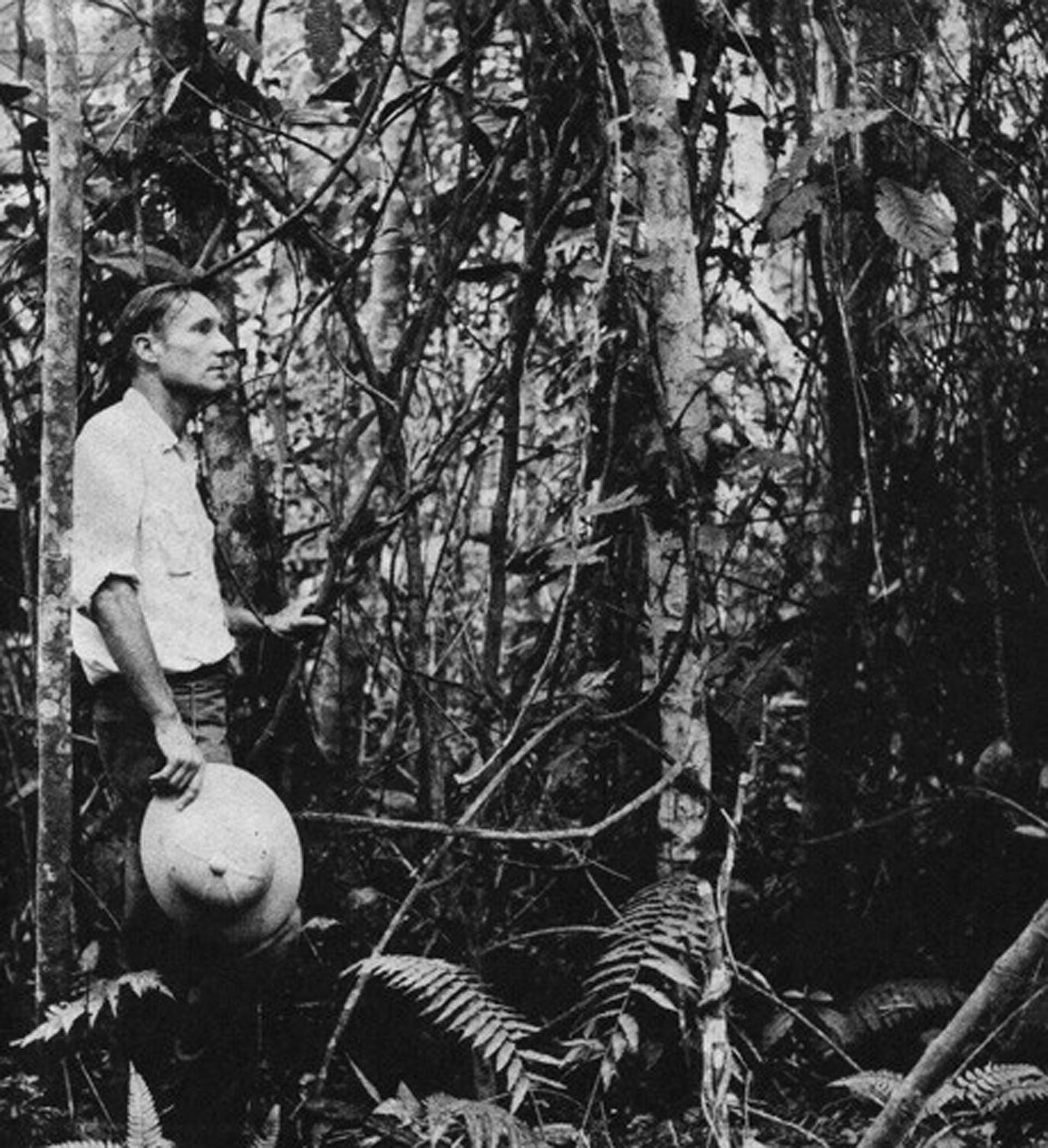 William Burroughs bajo el lente del etnobotánico Dr. Richard Schultes en Mocoa, Colombia, 1953. Burroughs sostiene una liana de ayahuasca 
