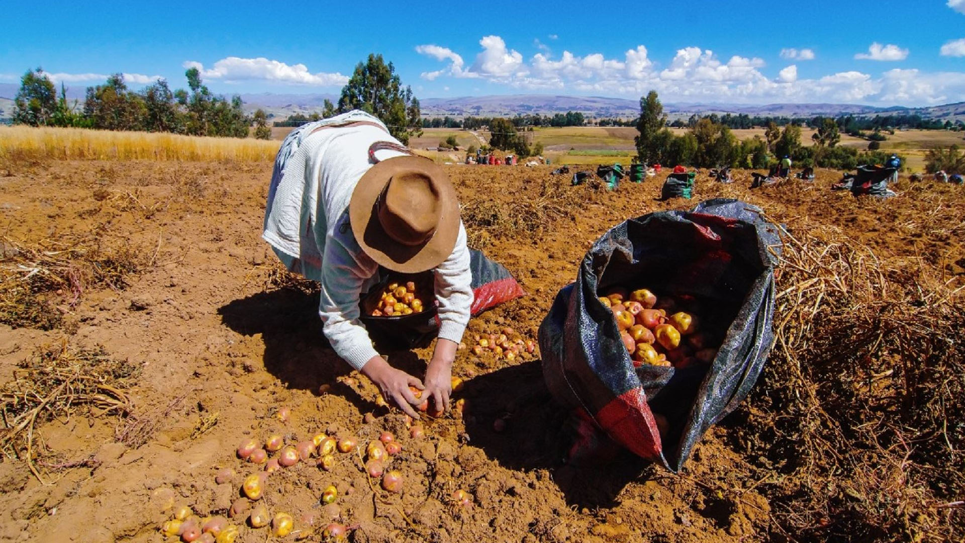 Empresa paraguaya exige a Agro Rural devolución de garantía tras cancelación de la compra de fertilizantes