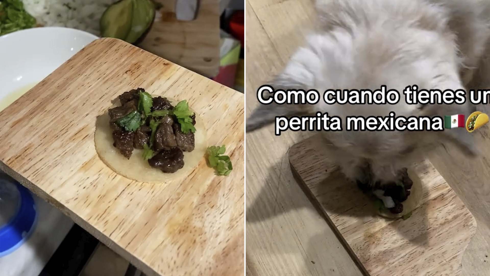 Perrita “mexicana” se viraliza por comer mini tacos de suadero - Infobae