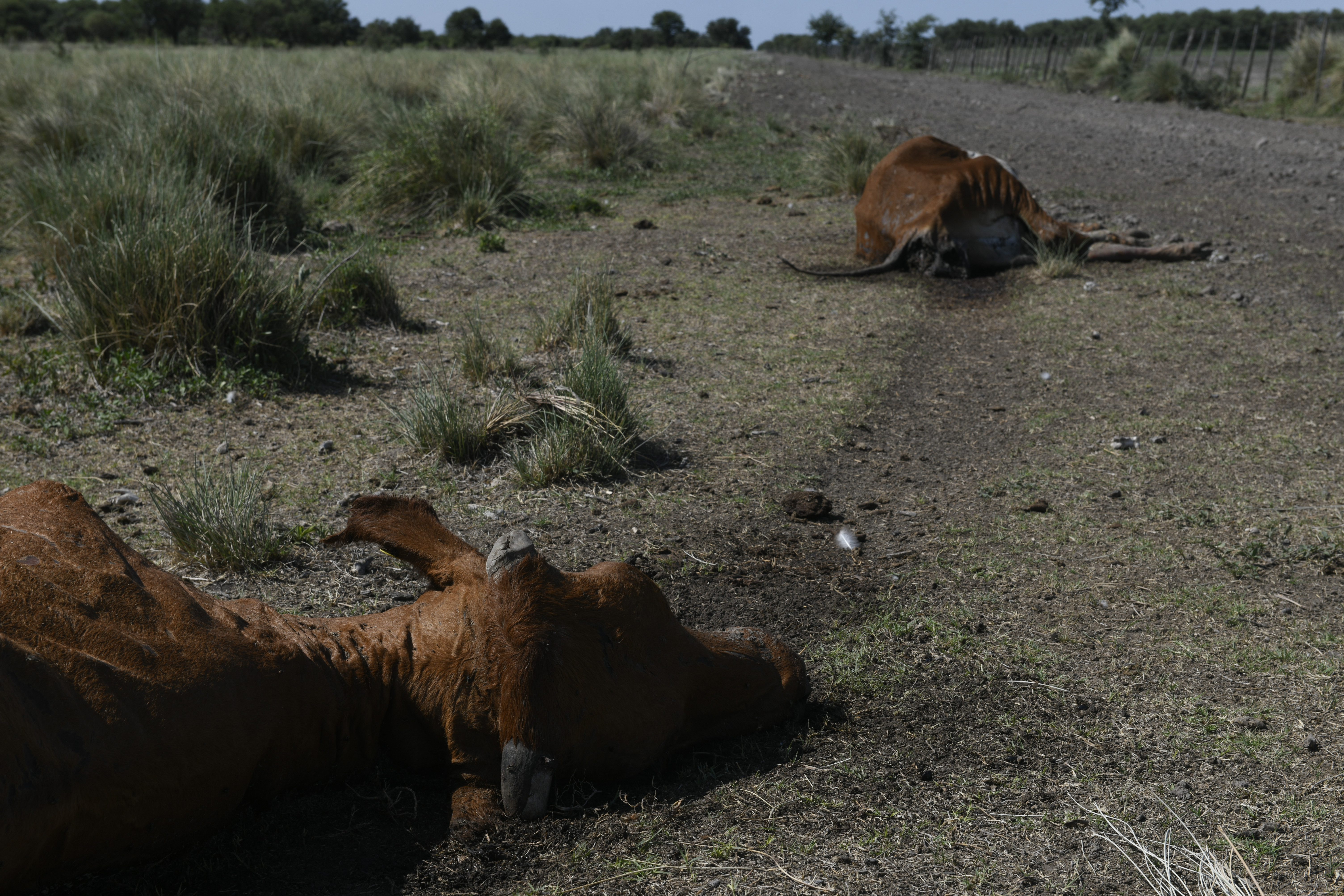 Alta mortandad de animales como consecuencia de la sequía. (AP Foto/Gustavo Garello)
