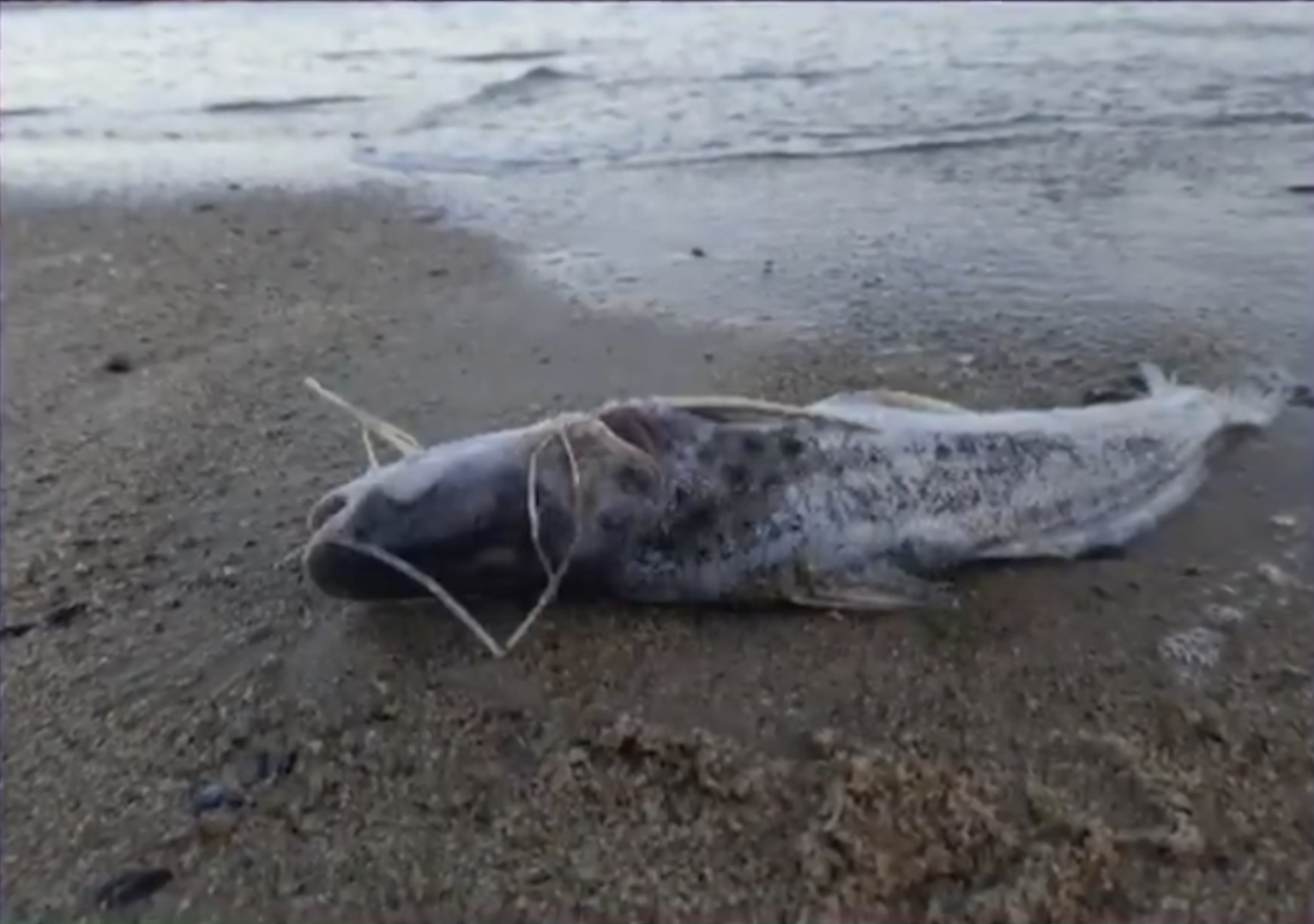 Los negocios de la AFA: una pericia confirmó que Tapia y Toviggino firmaron un contrato pero después lo incumplieron