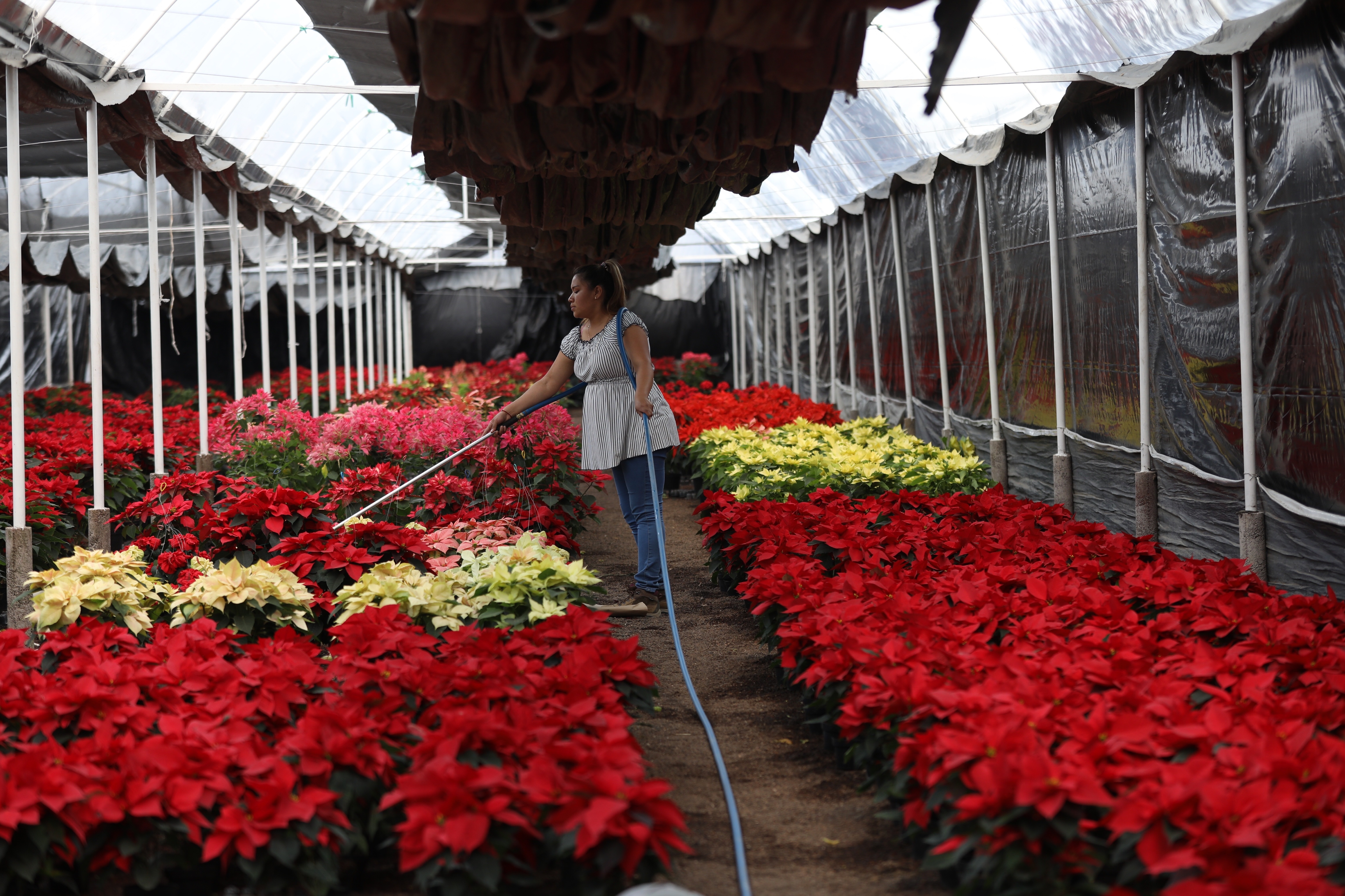 La flor de Nochebuena anuncia unas Navidades más alegres en México - Infobae