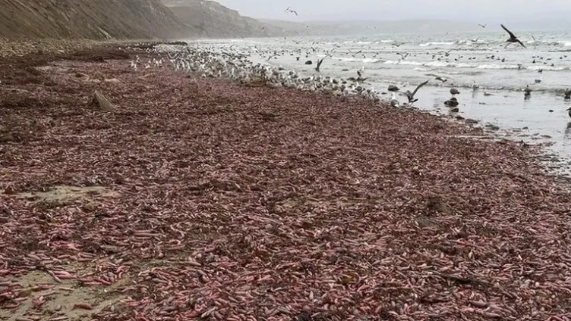 La extra&ntilde;a especie de gusano marino que apareci&oacute; en la costa de Chubut: qu&eacute; es el pez pene