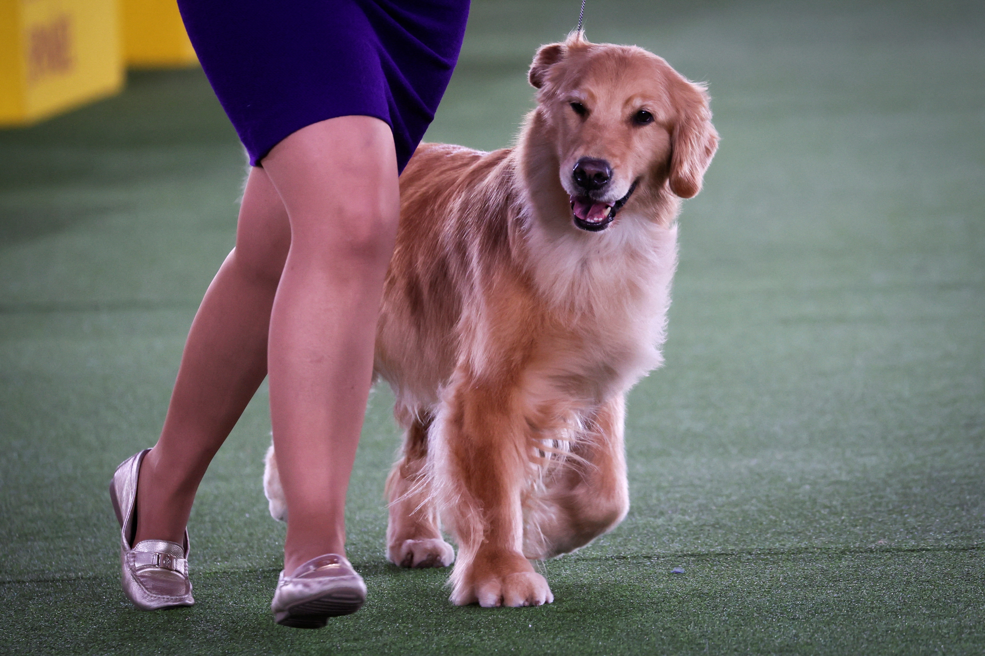 El golden retriever no solo es fácil de entrenar, sino que también es un fantástico perro familiar (REUTERS)