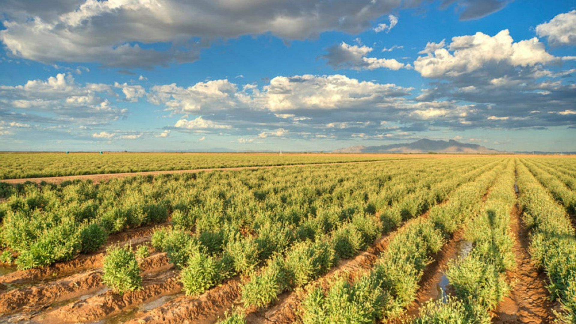 Las plantaciones de Guayule en Ohio, EE.UU. son la solución a una provisión de materia prima natural y más conveniente que el caucho