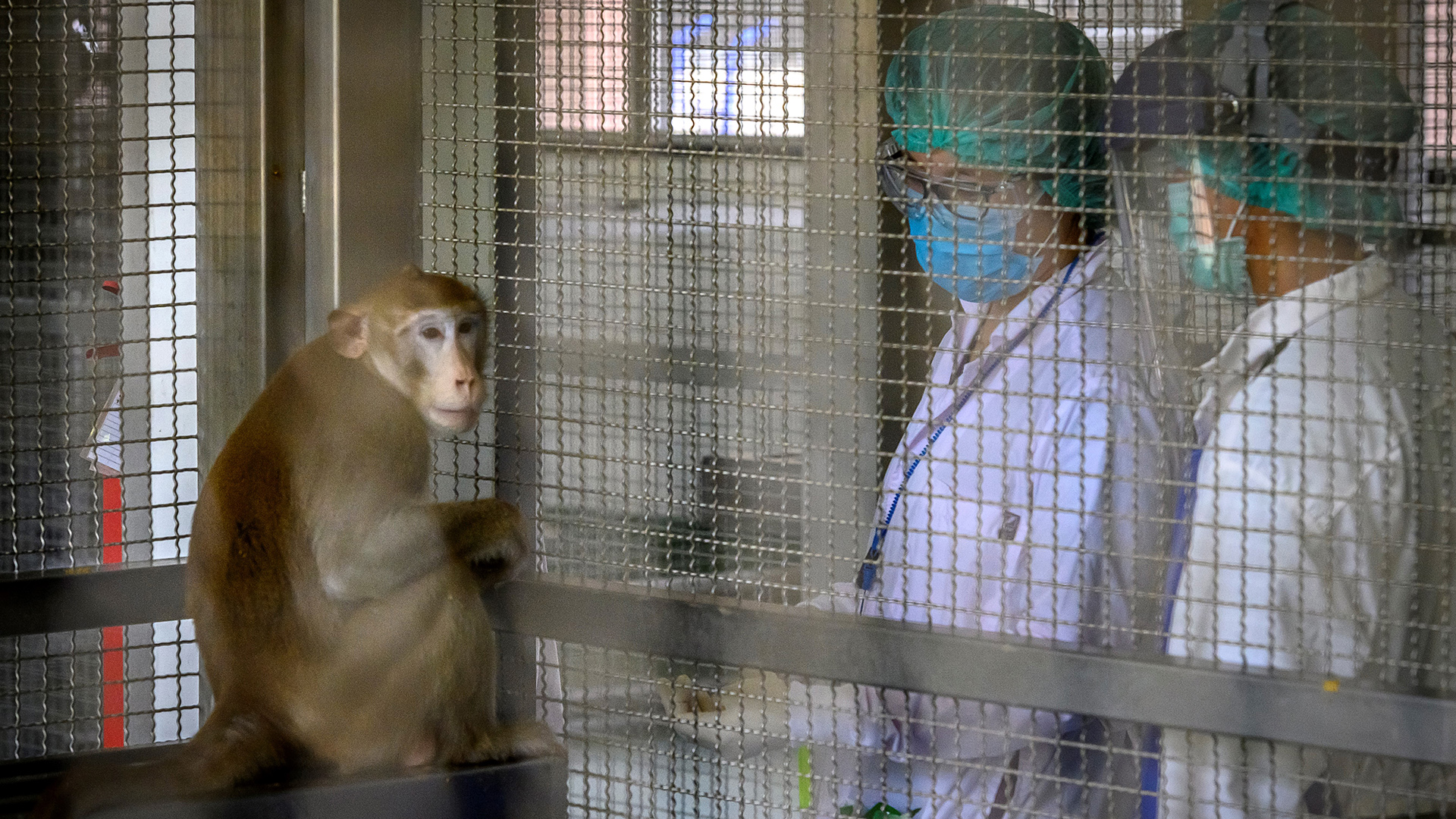 Científicos estudian el origen de la viruela del mono en laboratorios  (Photo by Mladen ANTONOV / AFP)