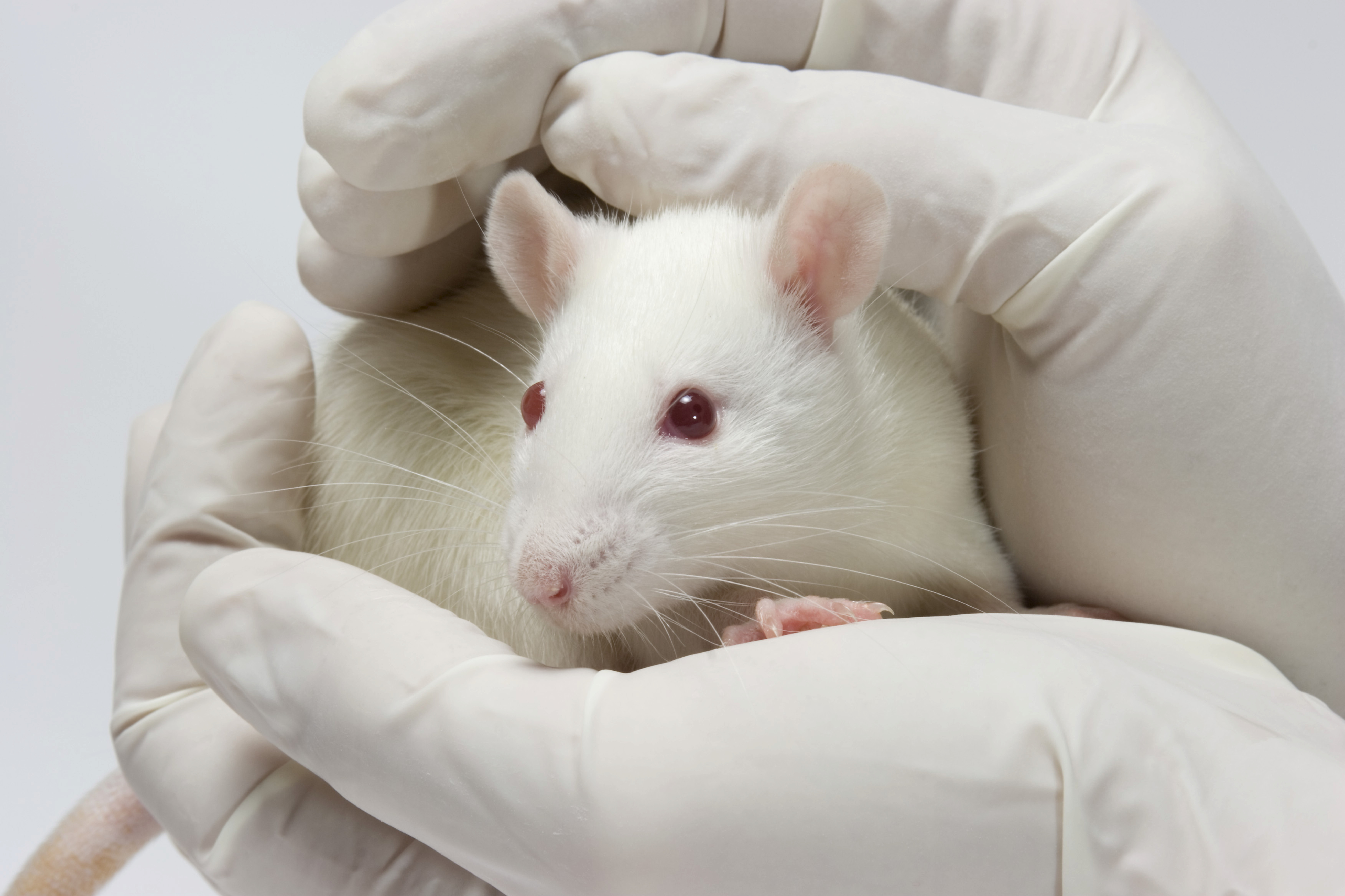 Investigadores ponen el ojo sobre la lupa en la posibilidad de que los roedores puedan ser huéspedes de las variantes de Manaos y de Sudáfrica (Shutterstock)