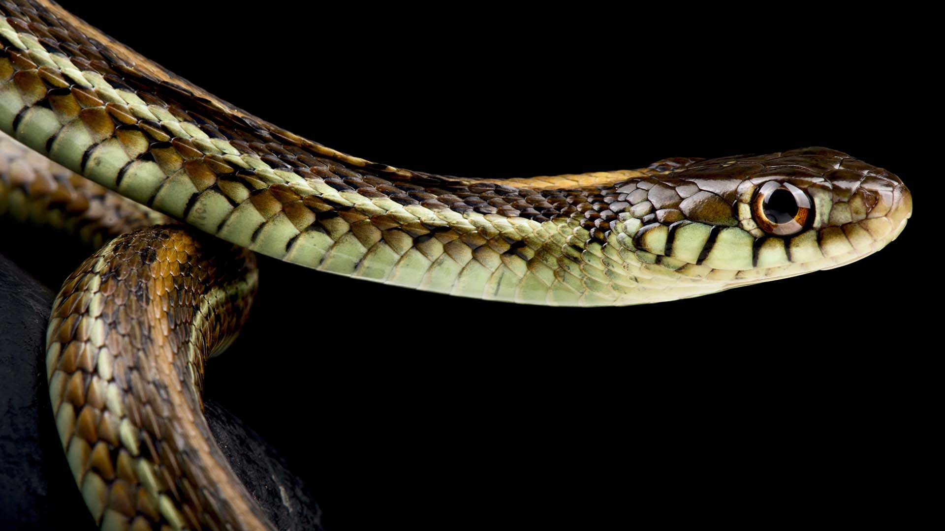 Las serpientes de liga de dos rayas andan en sus madrigueras esparciendo feromonas  (Matthijs Kuijpers)