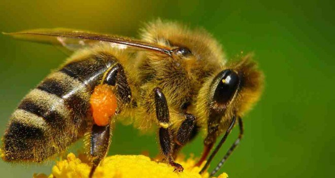 La abeja melipona es importante polinizadora en cultivos como el achiote, aguacate, café, calabaza, chayote, chile habanero, mango, pepino, sandía, tomate. (Foto: Gobierno de México)