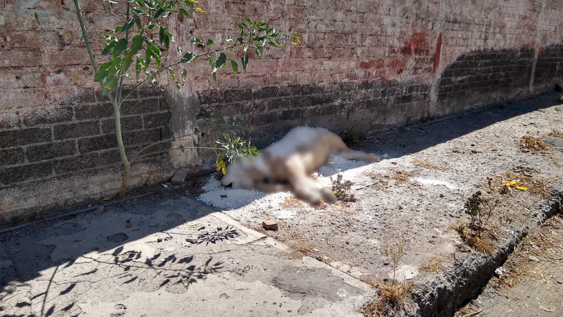 Encontraron el cadáver de un león africano en calles de la alcaldía  Iztapalapa - Infobae