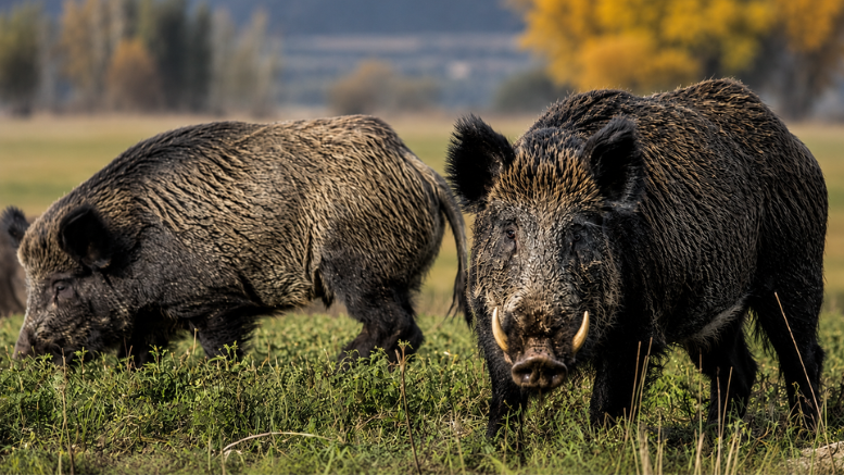 R&iacute;o Negro impulsa una ley para habilitar la venta de carne de jabal&iacute; y guanaco en el mercado formal