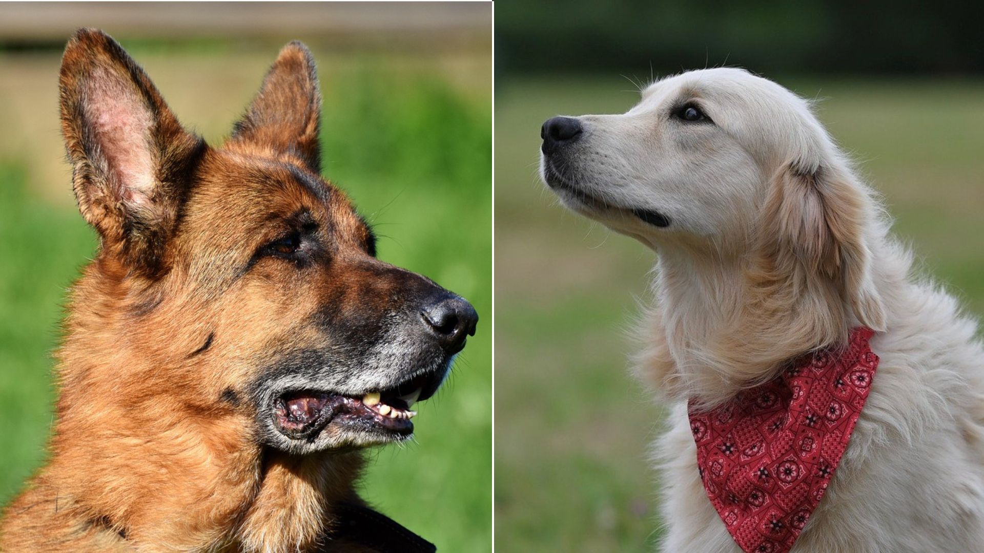 Cruzan un golden retriever con un pastor alemán, con un adorable resultado:  por qué es beneficioso el mestizaje - Infobae, image size:1920x1080