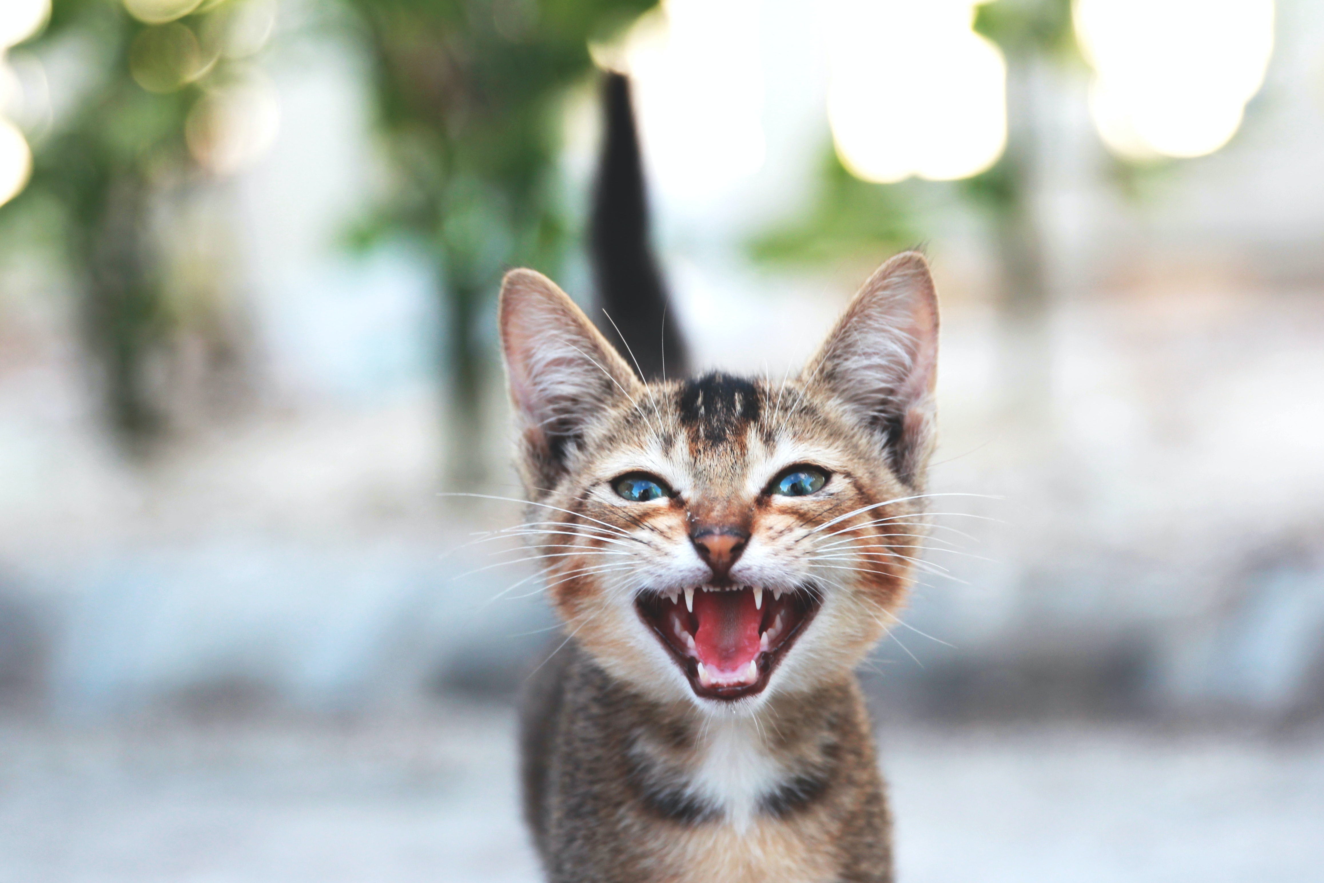 El maullido de los gatos no tiene que ver necesariamente con un enojo o con un reclamo, más bien se trata de una forma de vincularse con los humanos (Pexels)