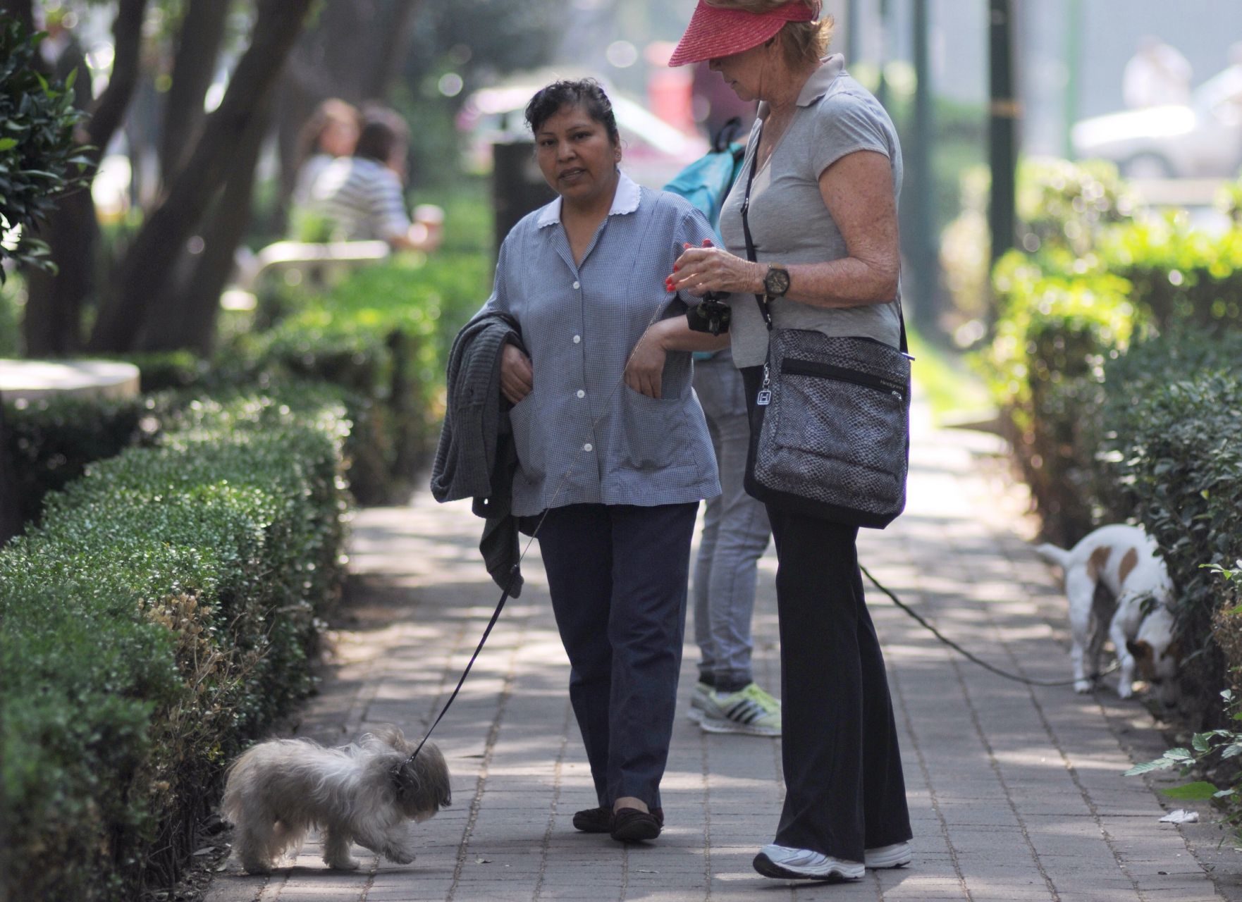 En atención a la problemática del abandono de perros se prepara un hotel que promoverá la adopción (DIEGO SIMÓN SÁNCHEZ /CUARTOSCURO.COM)