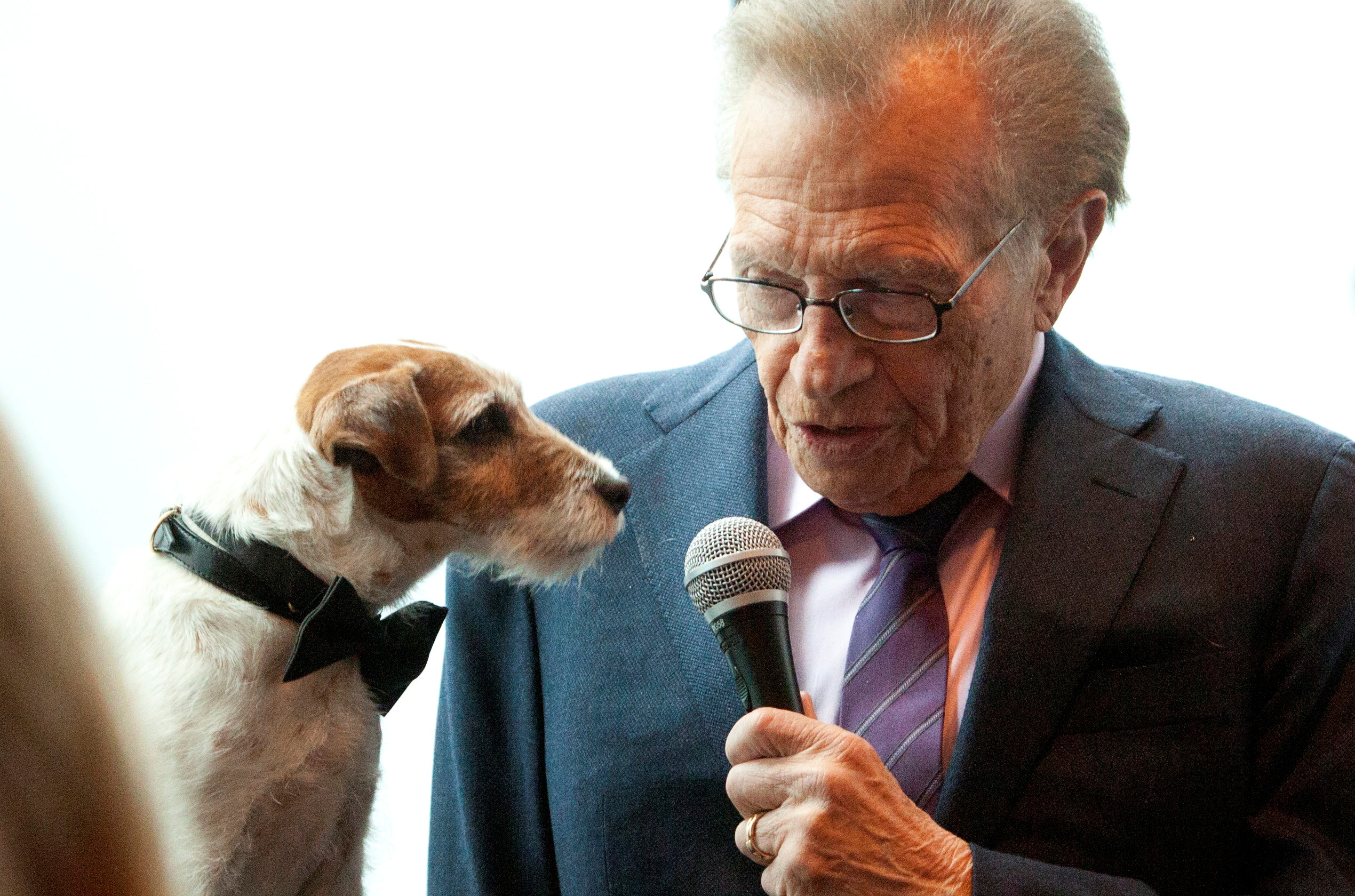Uggie, el perro de la película "The Artist", "entrevistado" por Larry King (REUTERS/Andrew Kelly)