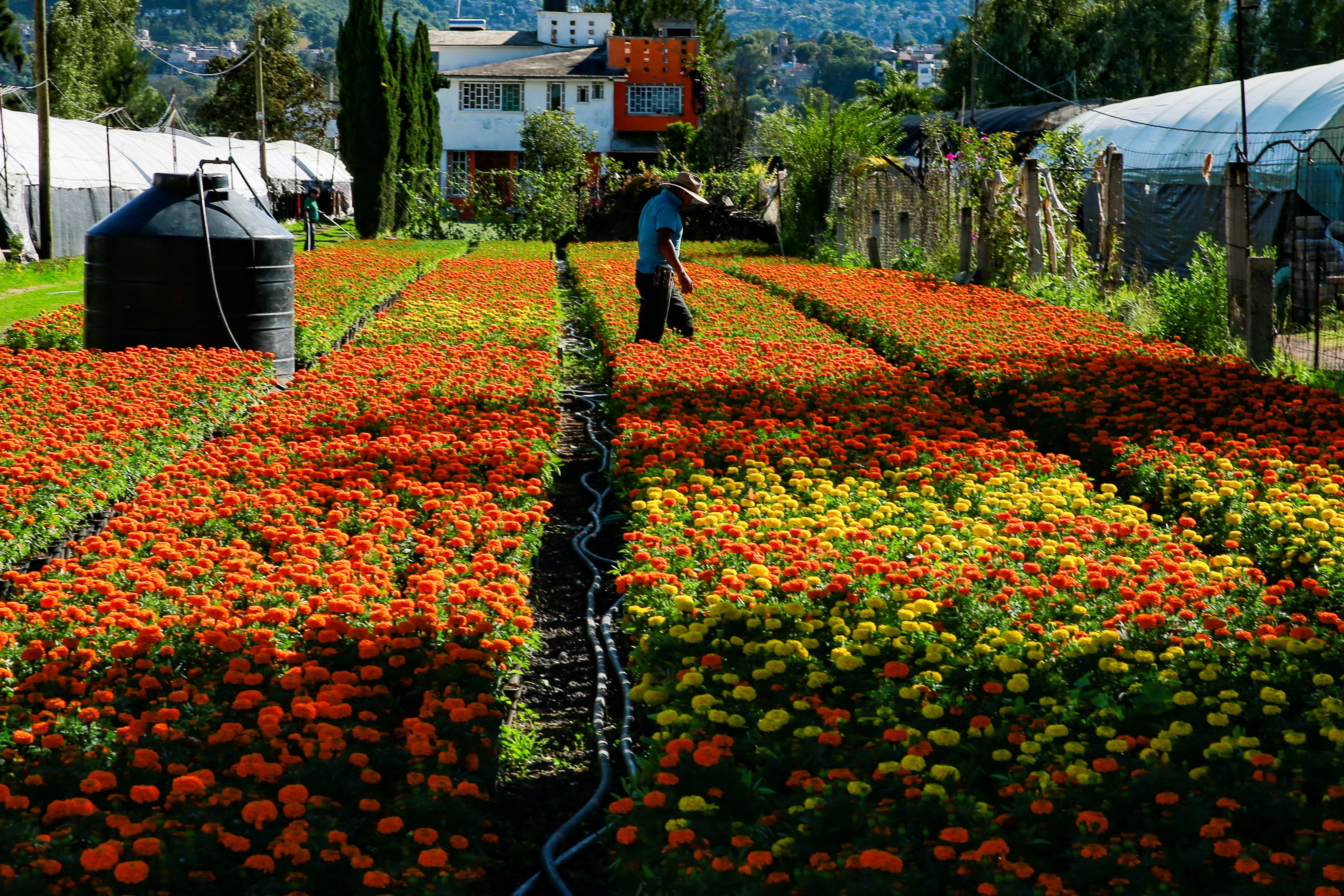 Festival Flores de Otoño: dónde y cuándo comprar plantas en CDMX - Infobae