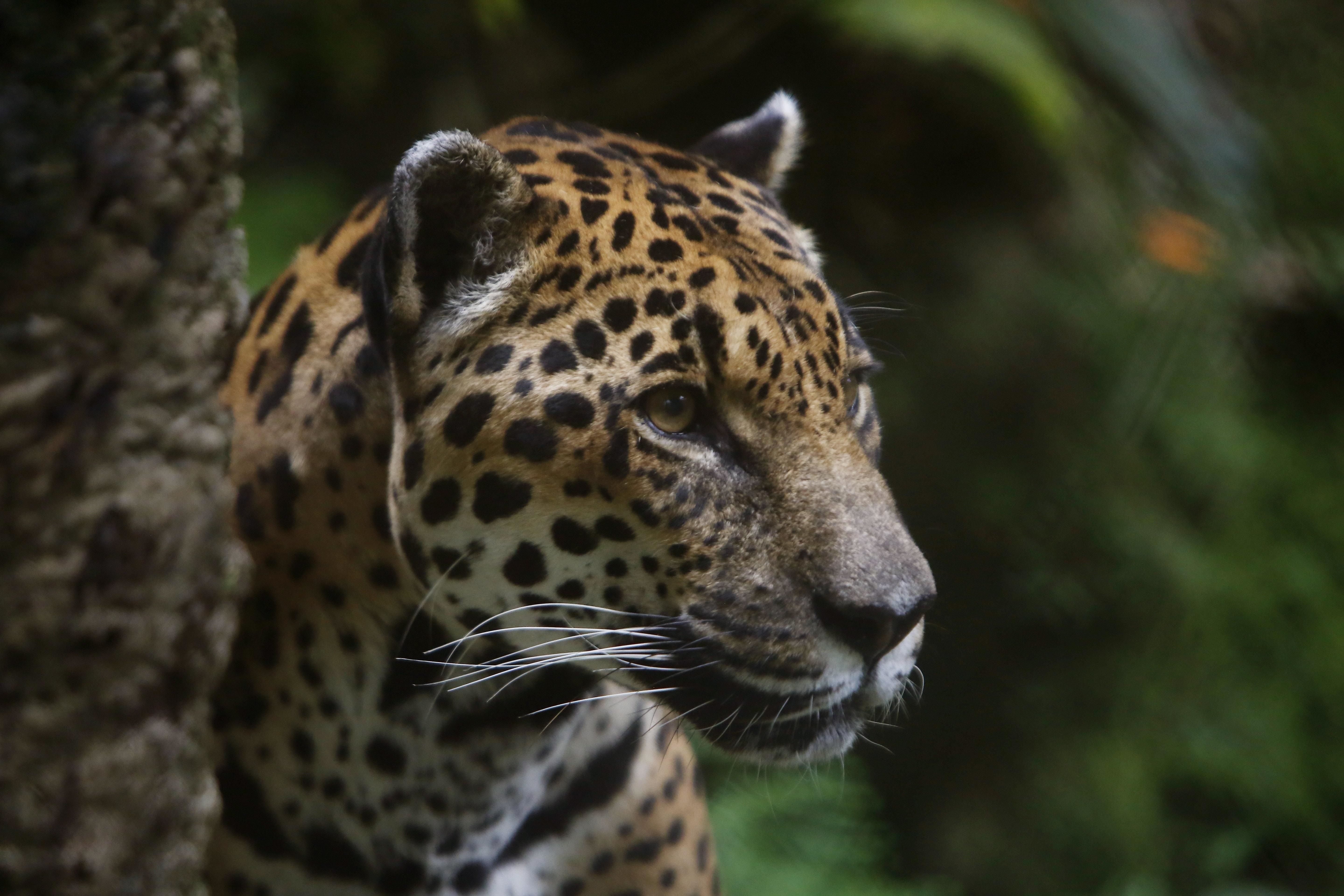 La Organización de Mujeres Indígenas Unidas por la Biodiversidad de Panamá, dirigida por mujeres, crea capacidad en materia de biodiversidad, cambio climático y técnicas de conservación de los conocimientos tradicionales. Su objetivo principal es proteger a los jaguares, y preservar el territorio y la cultura al mismo tiempo (EFE)