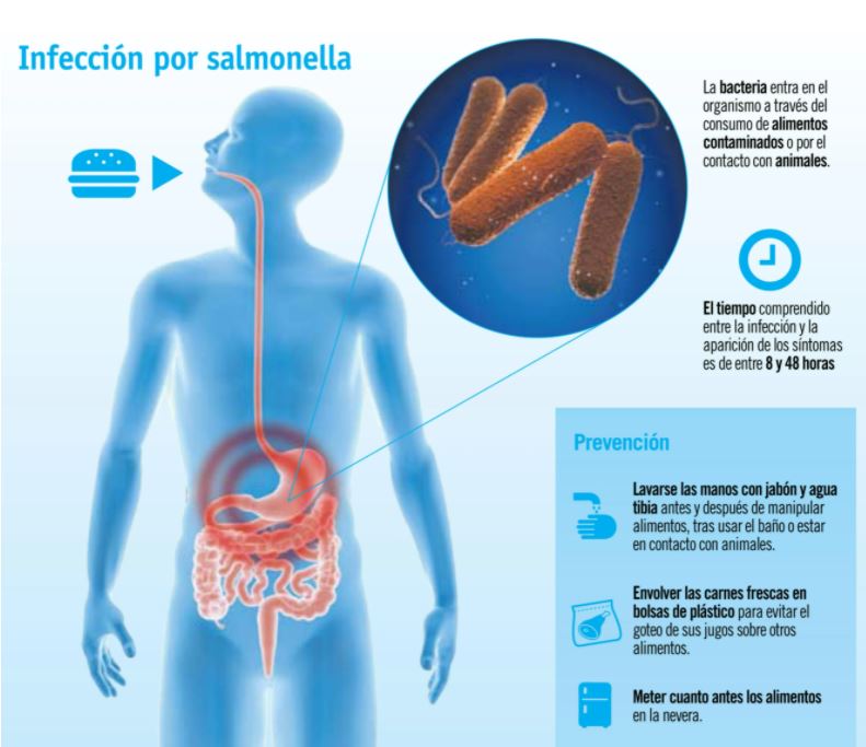 Cómo es la infección por Salmonela y sus consecuencias (Canal Salud IMQ)(Foto: Canal Salud IMQ)