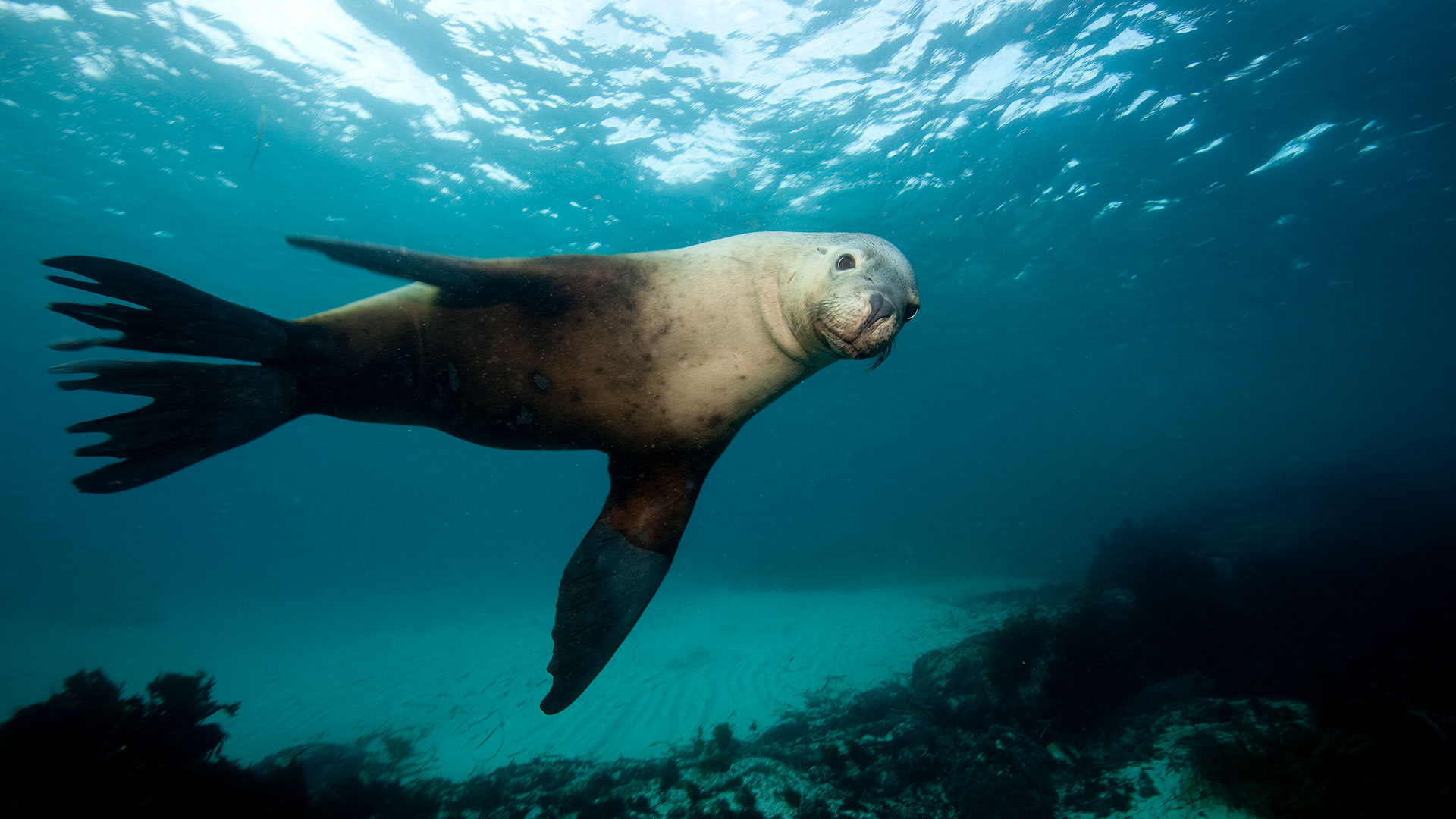 Las focas no tienen un sonar como las ballenas por lo tanto no pueden ecolocalizar a sus presa
