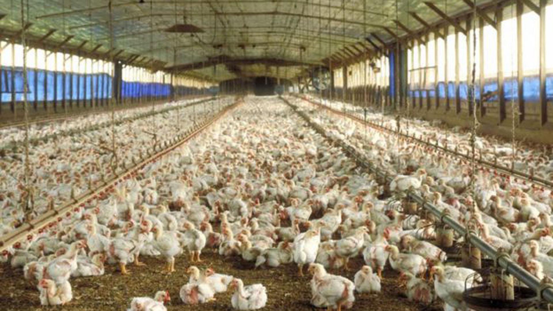 Otra de las cadenas de producción de carne que mostró un crecimiento en los últimos 11 años, fue la avícola