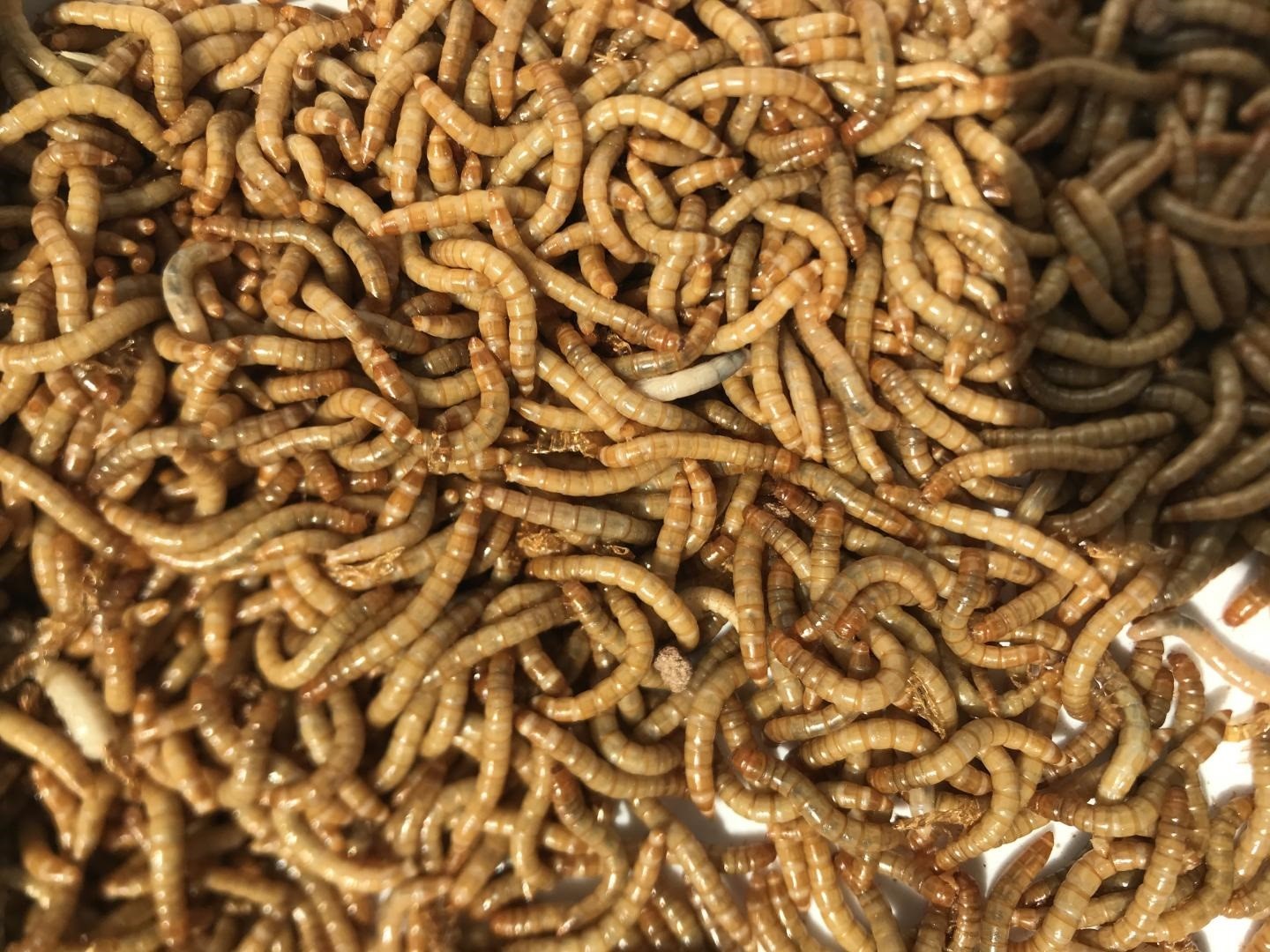 Científicos han obtenido nueva evidencia de que un insecto, que antes se pasaba por alto, se muestra prometedor como fuente alternativa de proteínas: el gusano amarillo de la harina.
