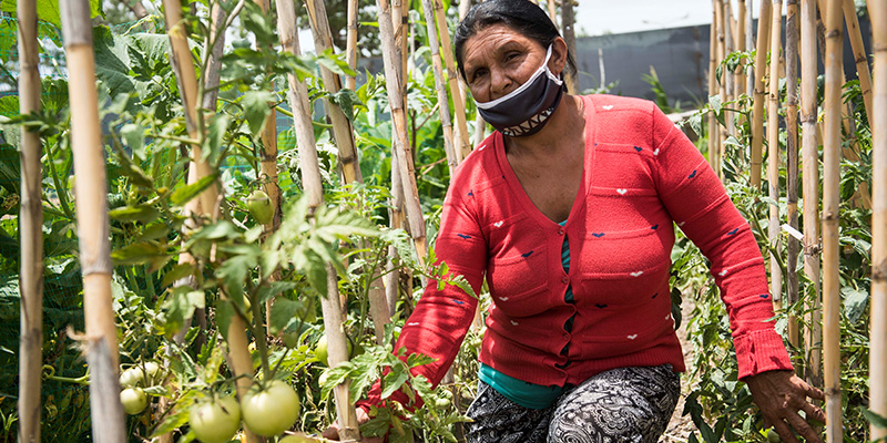 El 60 % de las personas que trabajan en las huertas agroecológicas de Rosario son mujeres (Gentileza Programa de Agricultura Urbana)