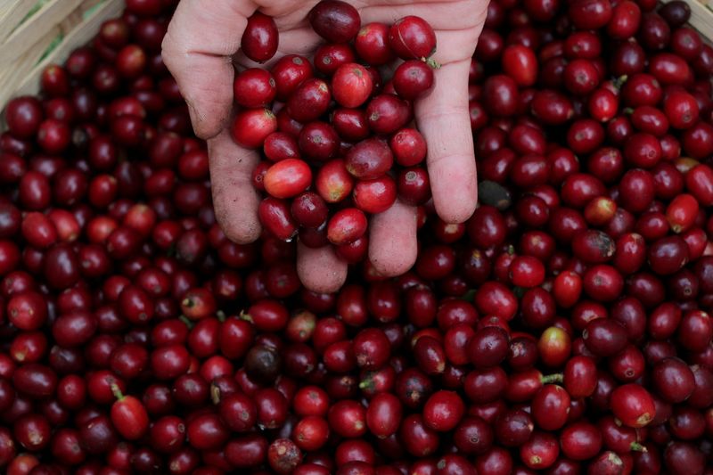 Cuatro estados de la República concentran el 90% de la producción de café a nivel nacional (REUTERS/Amanda Perobelli/Archivo)