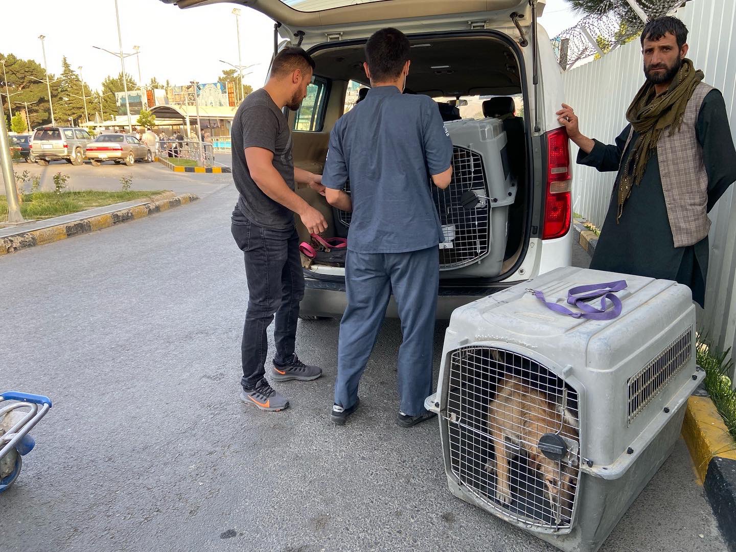 Evacuando perros y gatos de Kabul (Twitter Pen Farthing)