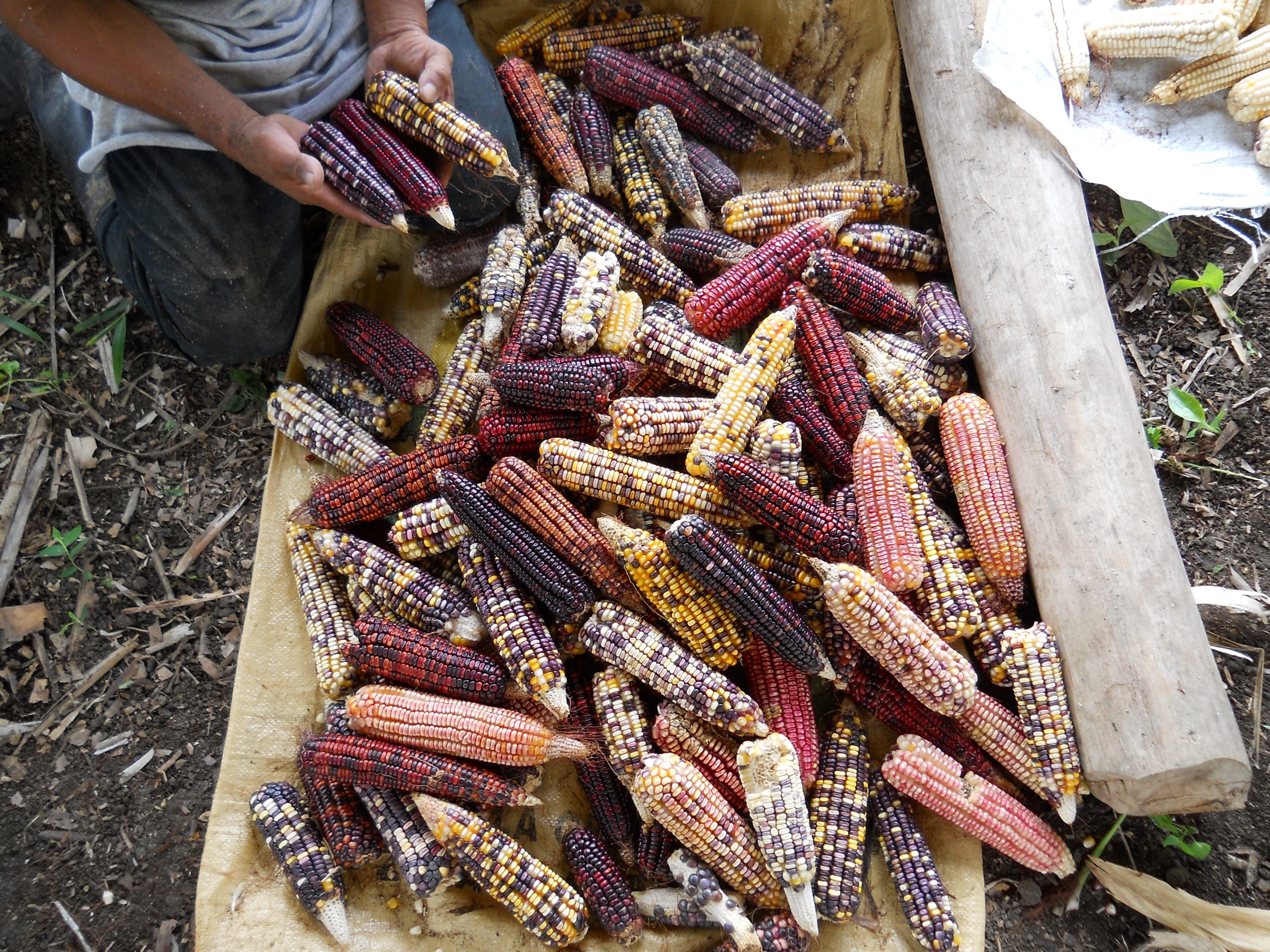 El maíz empezó a formar parte de la dieta en mesoamérica hace unos   años - Infobae