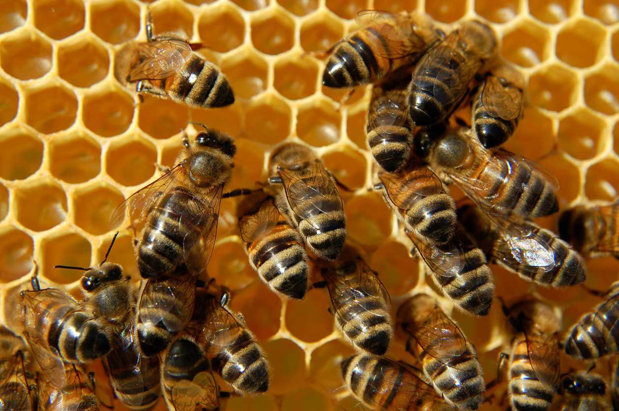 En las pruebas del estudio, las abejas eligieron la respuesta correcta con hasta 80 % de precisión (Foto: UNAM)
