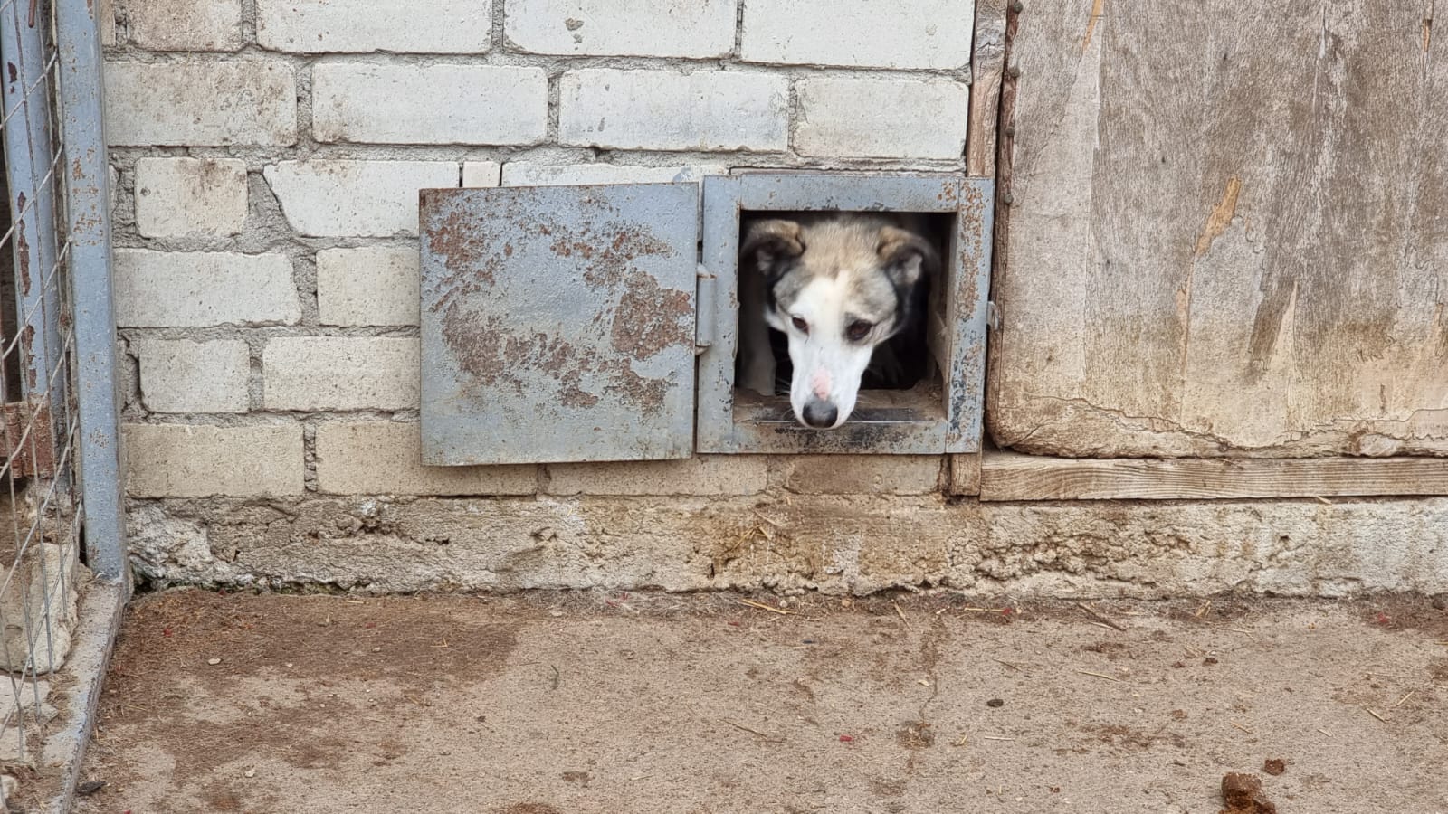 Infobae in Odessa: the shelter that rescues abandoned dogs from war -  Infobae