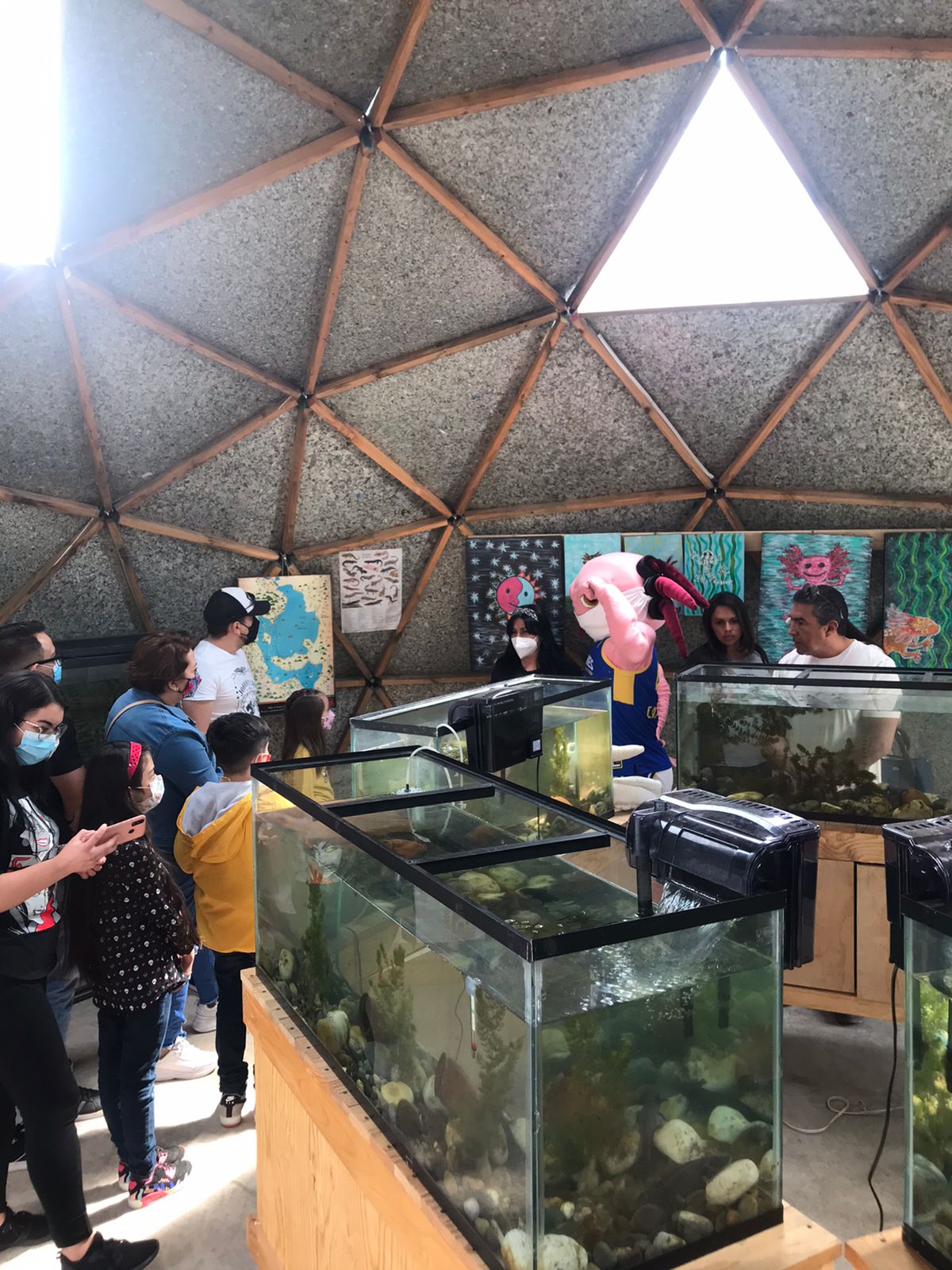 Uno de los objetivos del museo es inspirar a la gente a reconocer la importancia de la flora y fauna endémica. Foto: Cortesía del Museo del Ajolote