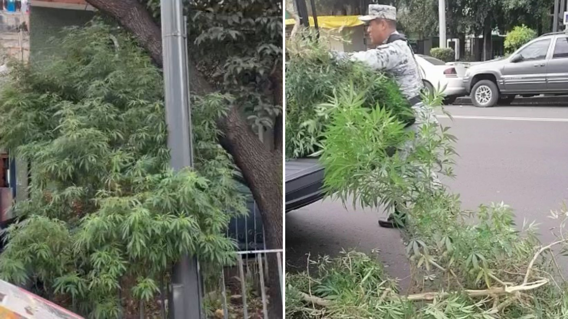 Guardia Nacional Destruyó Plantas De Marihuana De 3 Metros Que Crecían