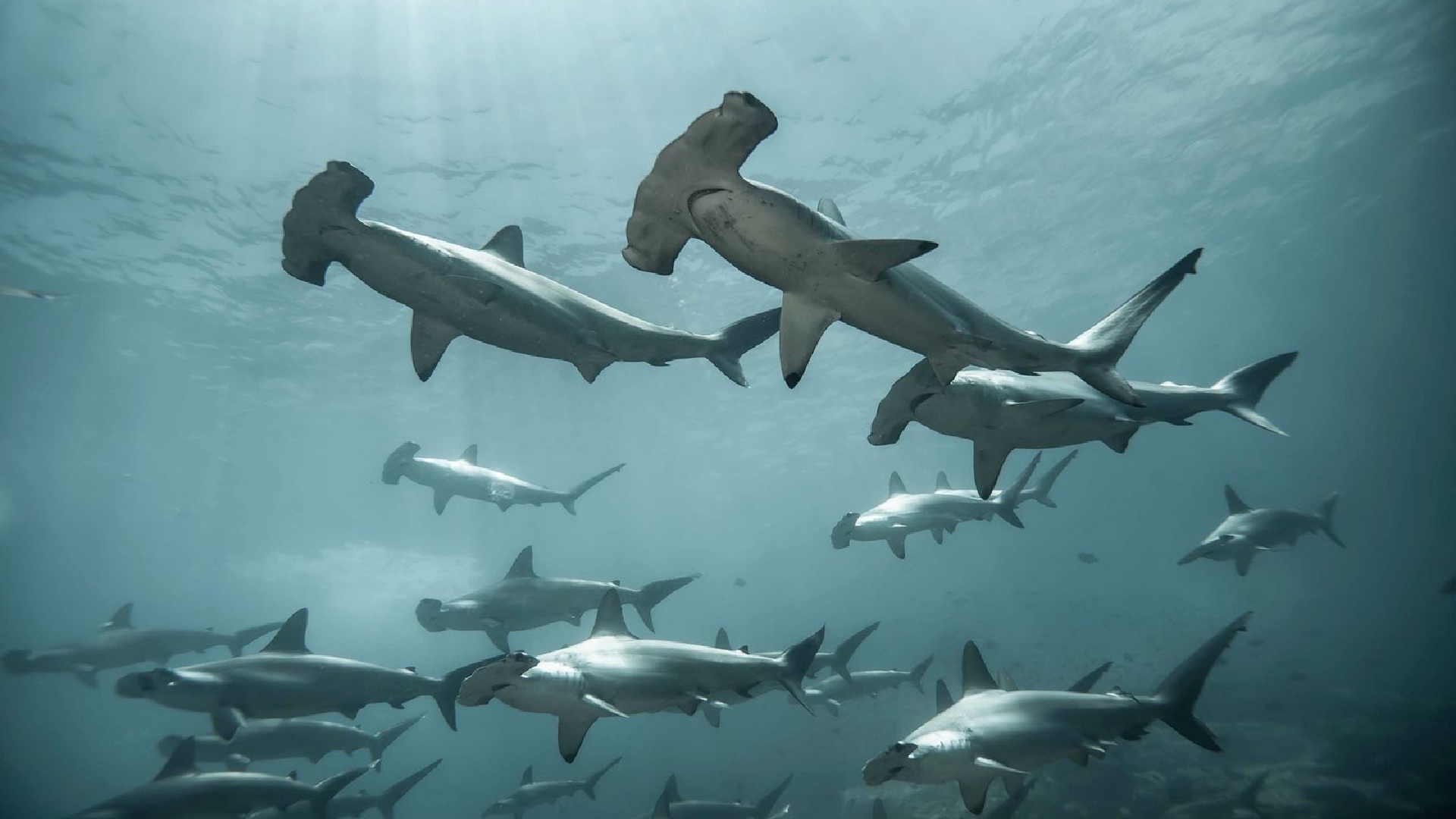 Captaron el nacimiento de tiburones martillo en aguas de Cozumel