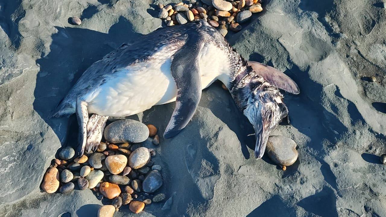 Por la muerte de ping&uuml;inos, activaron el protocolo preventivo de gripe aviar en Santa Cruz y Chubut