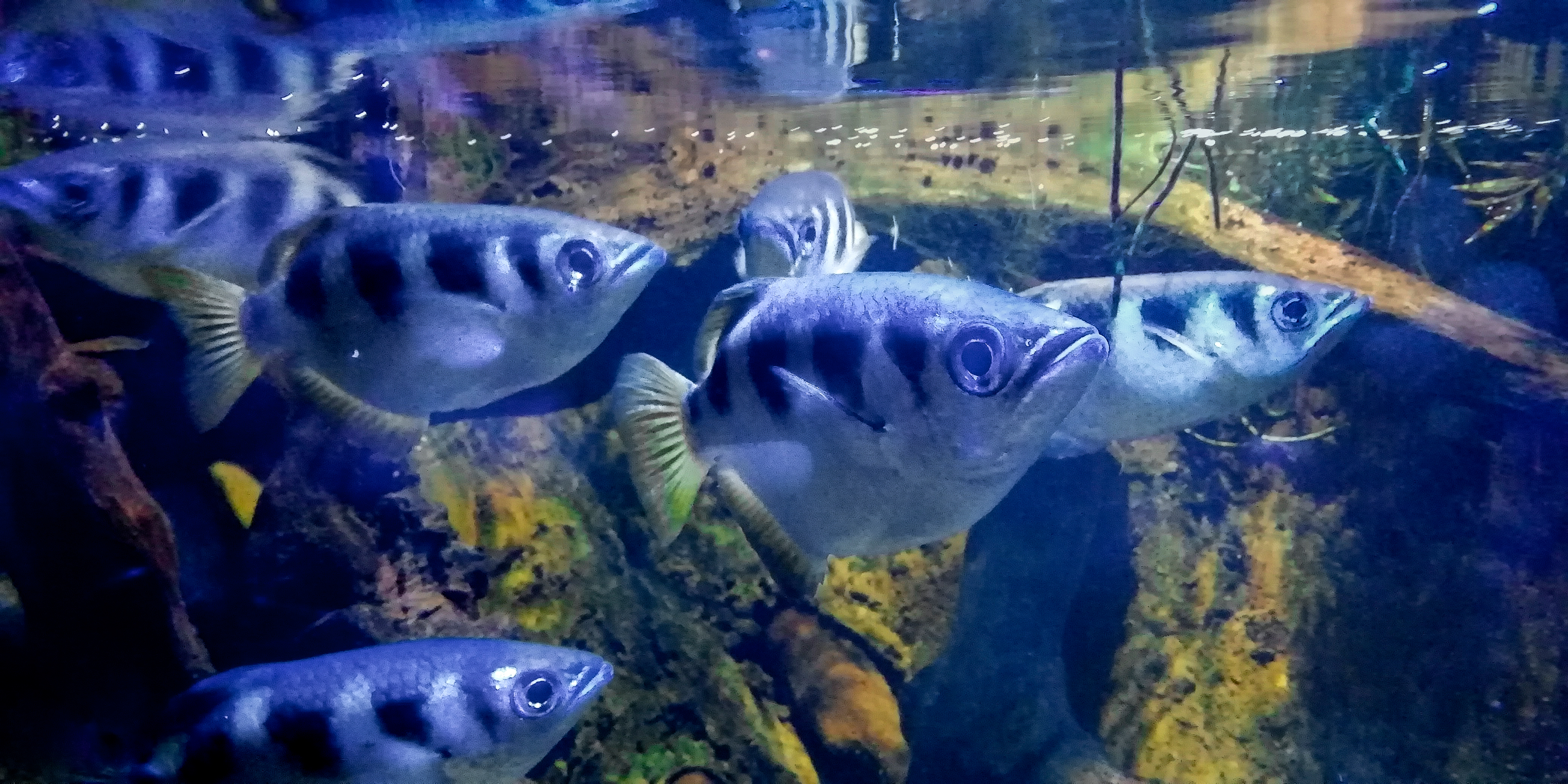 Natural Sharpshooter – Archerfish Uses Its Mouth as a Water Gun to