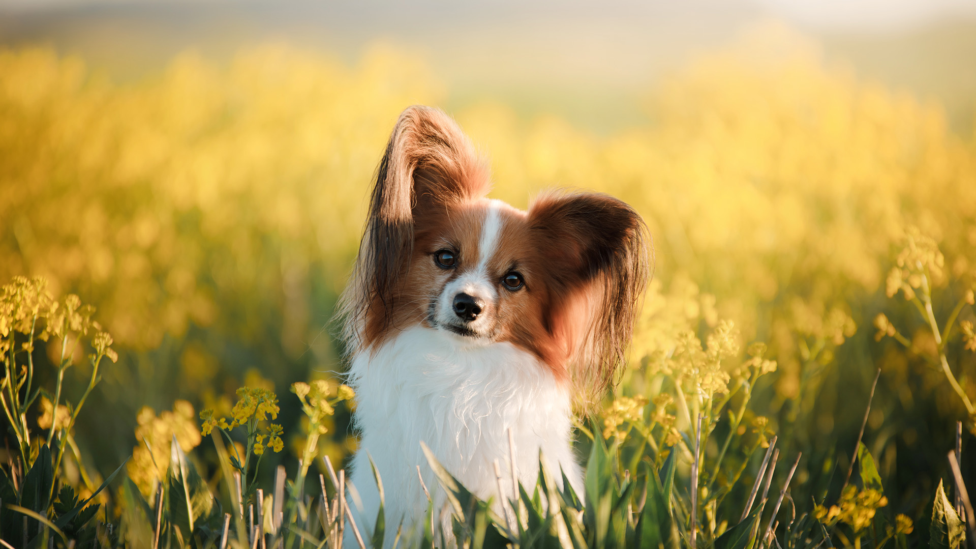 El Papillón se trata de un perro que tiene una gran inteligencia y mucha sociabilidad .(Shutterstock.com)