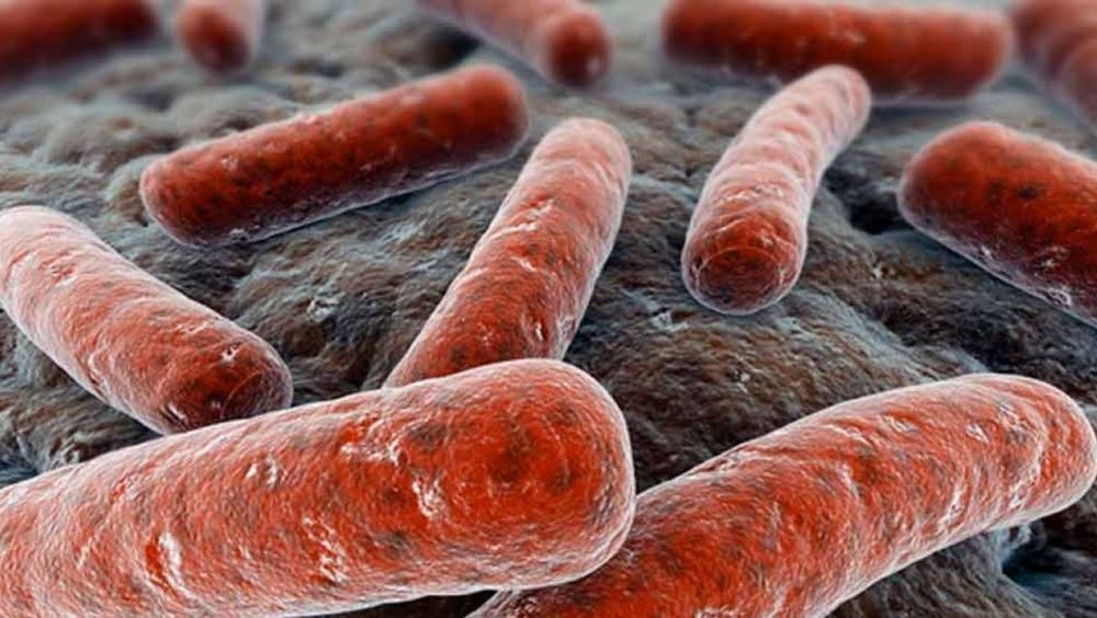 Recreación de la bacteria Mycobacterium tuberculosis que causa la infección pulmonar (CSIC)
