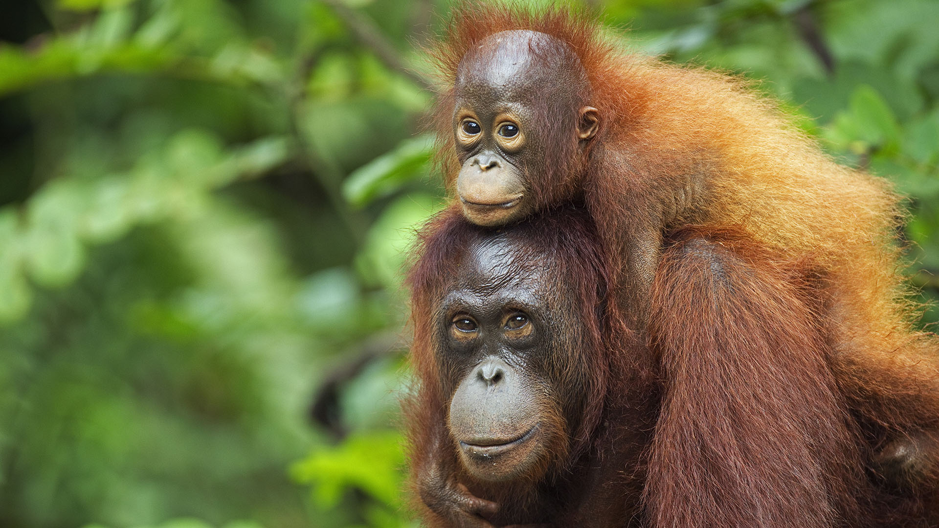 Cómo se comunican las madres orangutanas con sus crías