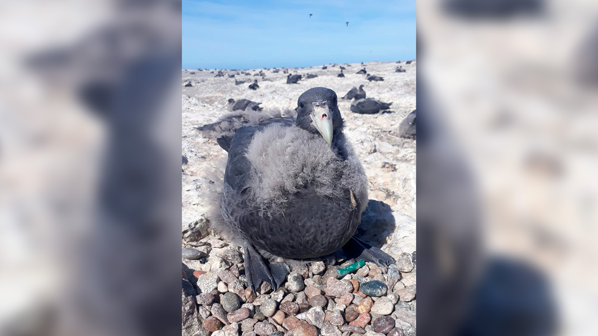 El petrel gigante es una de las aves del Mar que está en riesgo. Se han encontrado pichones con plástico en el nido (Crédito: Luciana Gallo)