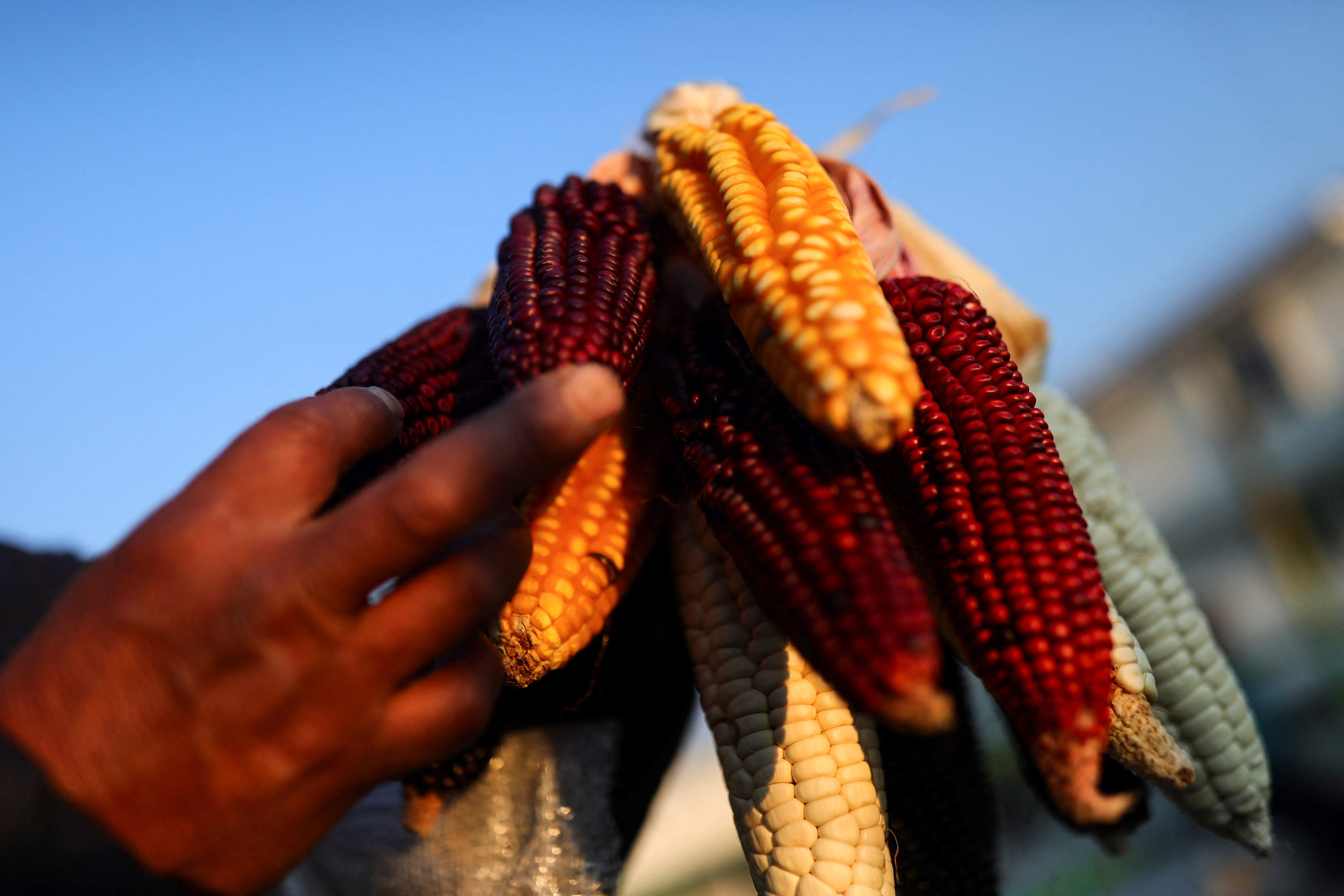Un hombre muestra una mazorca de maiz en México (REUTERS/Edgard Garrido)