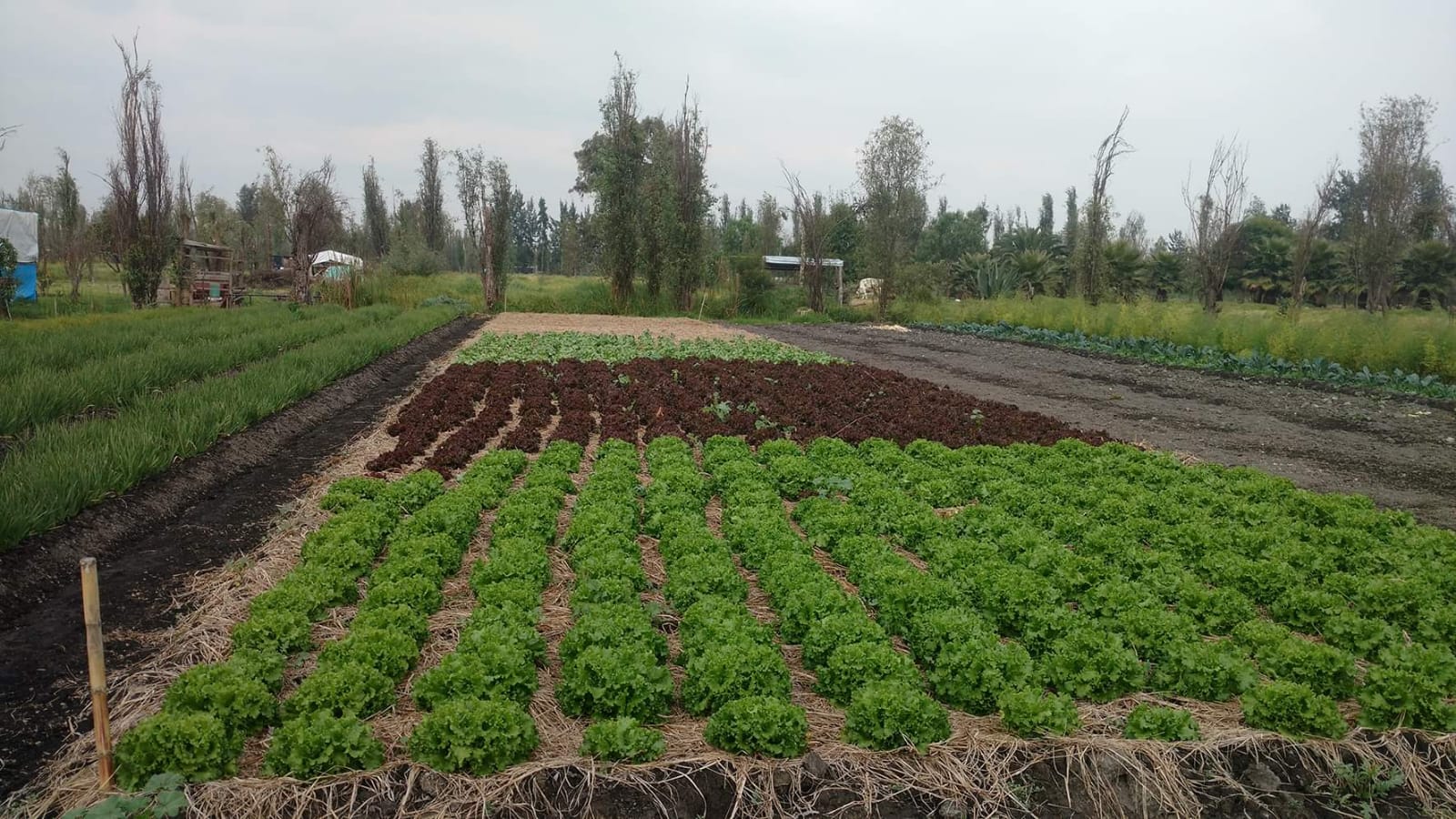 El proyecto Chinampa-Refugio también busca brindar beneficios económicos a los chinamperos de Xochimilco. Foto: Cortesía/Laboratorio de Restauración Ecológica de la UNAM