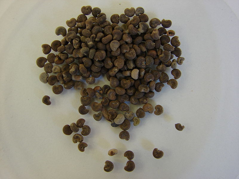 Así son las semillas de Abelmoschus moschatus Medikus (Wikimedia)
