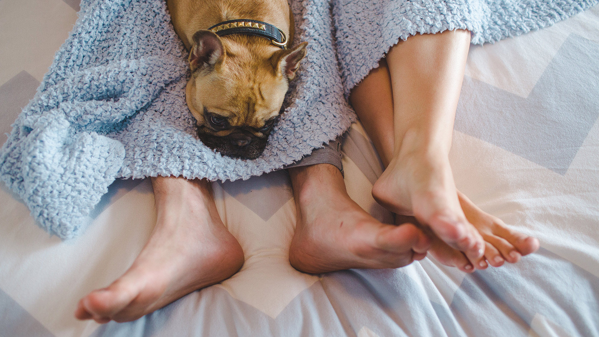 Quienes conviven con animales domésticos ¿son más propensos a experimentar trastornos del sueño?