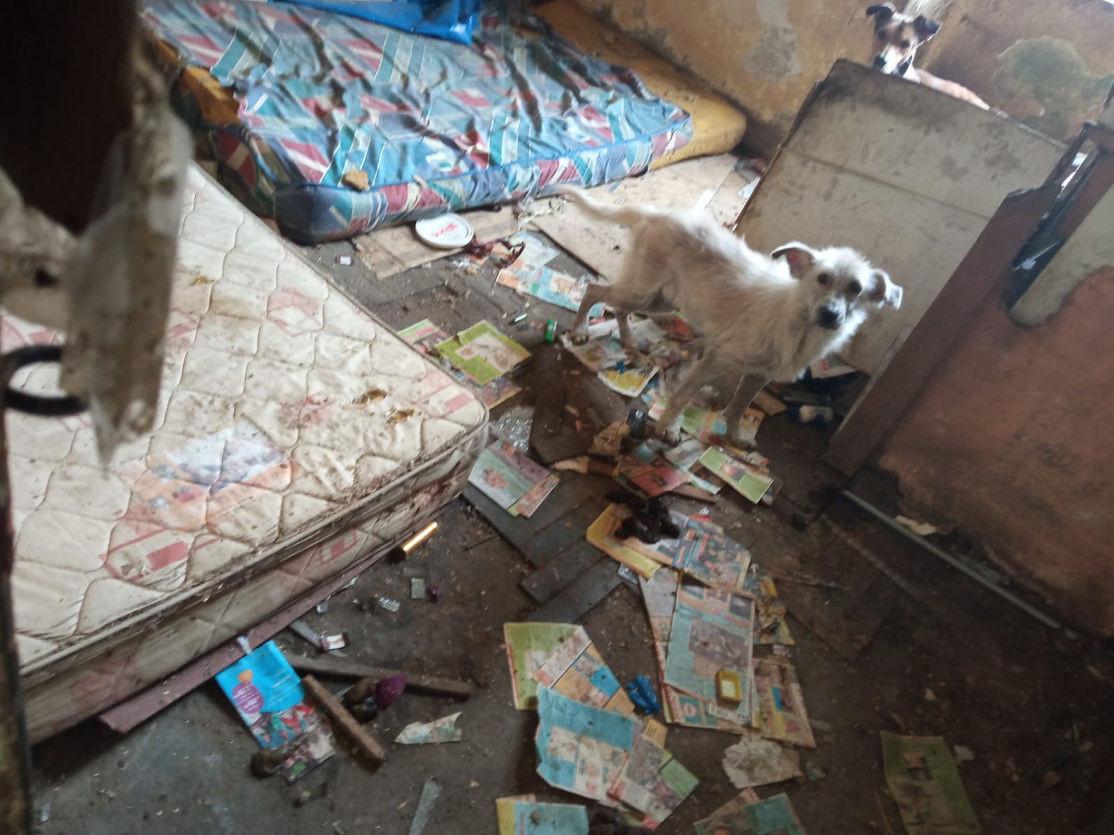 Barranco: Rescatan a 13 perritos en completo estado de abandono tras vivir encerrados en jaulas de madera