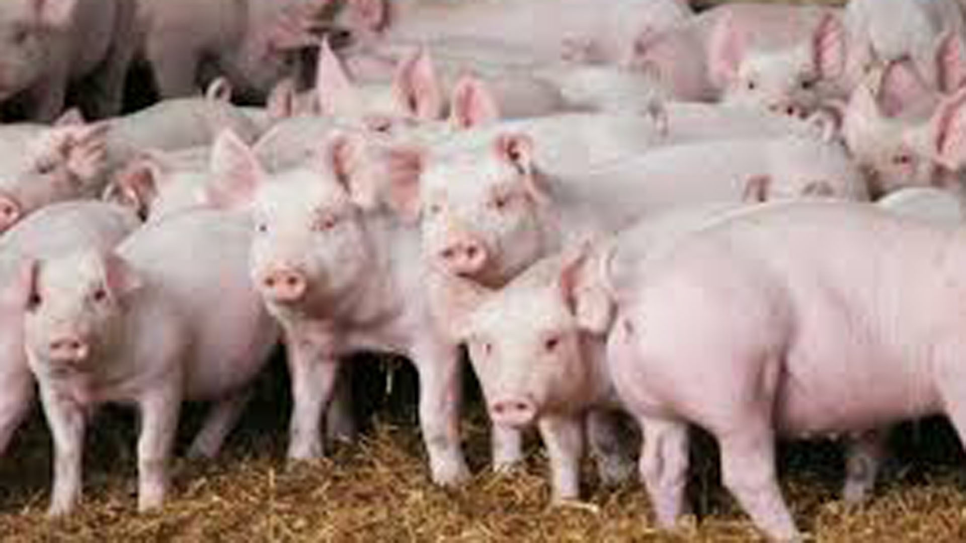 Sigue en análisis proyectos de inversión de China en la Argentina para la producción porcina
