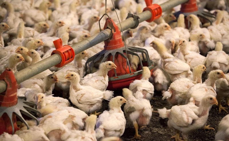 La gripe aviar genera complicaciones en los mercados del pollo y el huevo. REUTERS/Randall Hill